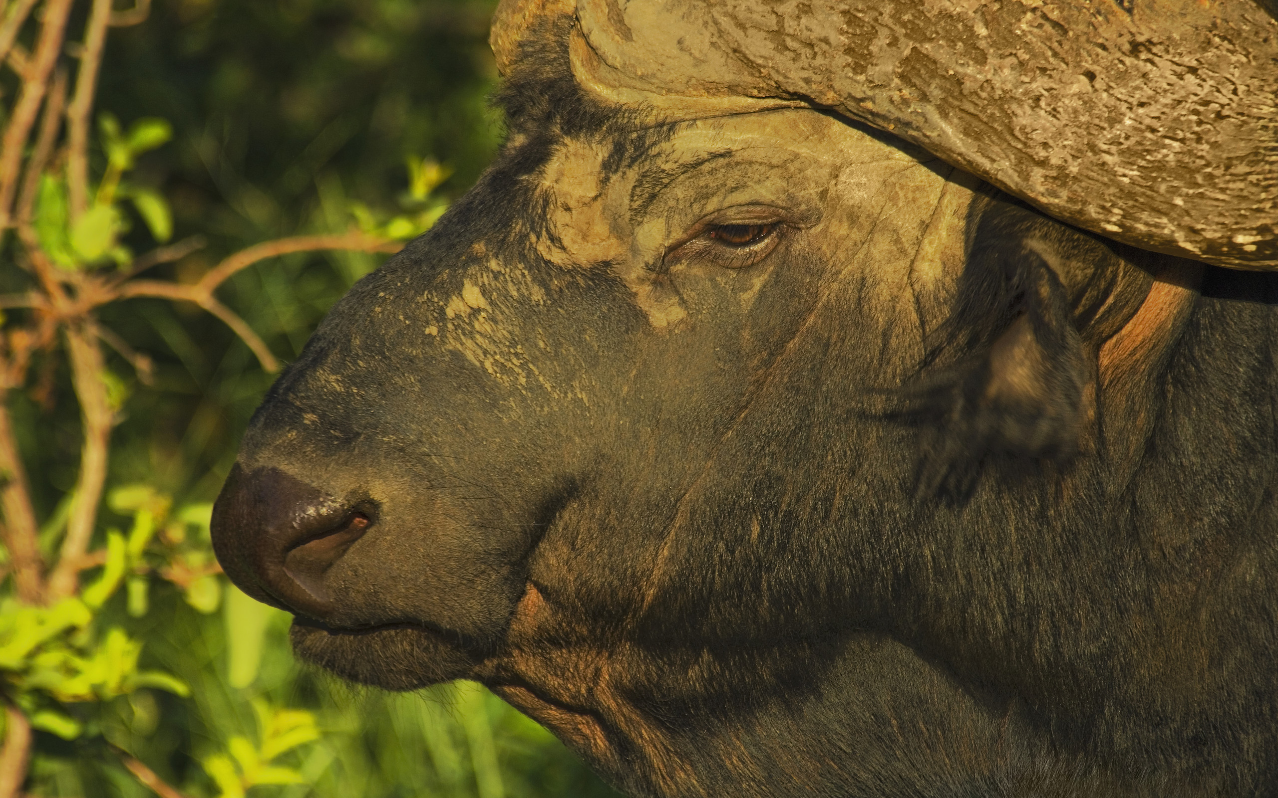 606785 descargar fondo de pantalla animales, búfalo africano: protectores de pantalla e imágenes gratis