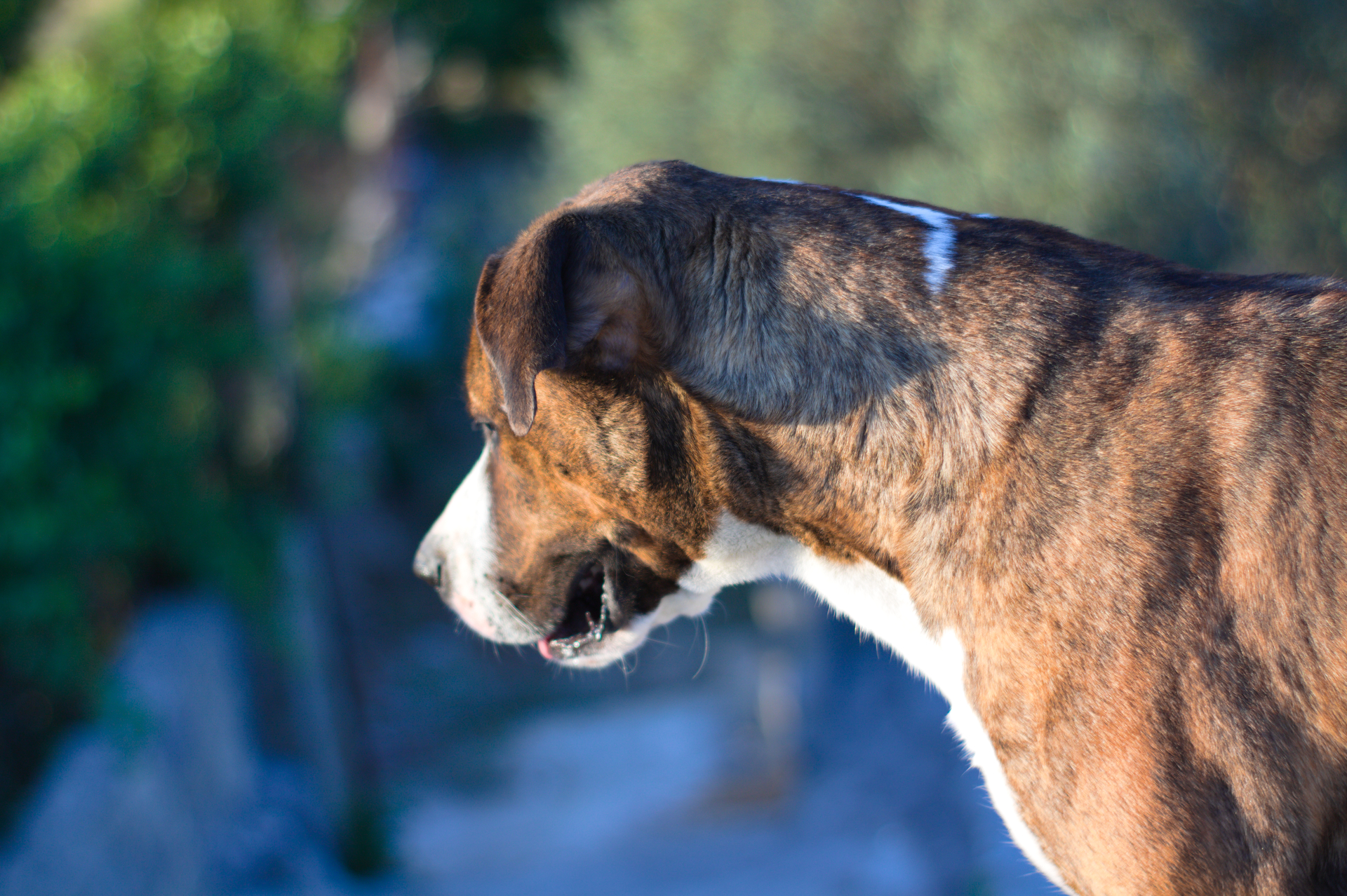 Handy-Wallpaper Tiere, Hunde, Hund, Verwischen, Bokeh kostenlos herunterladen.