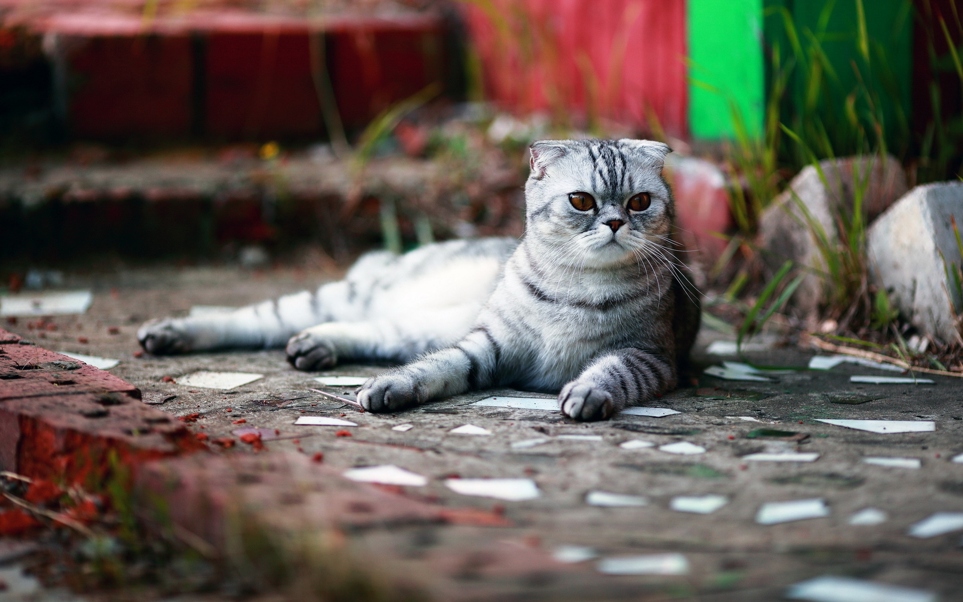 Baixar papel de parede para celular de Animais, Gatos, Gato gratuito.