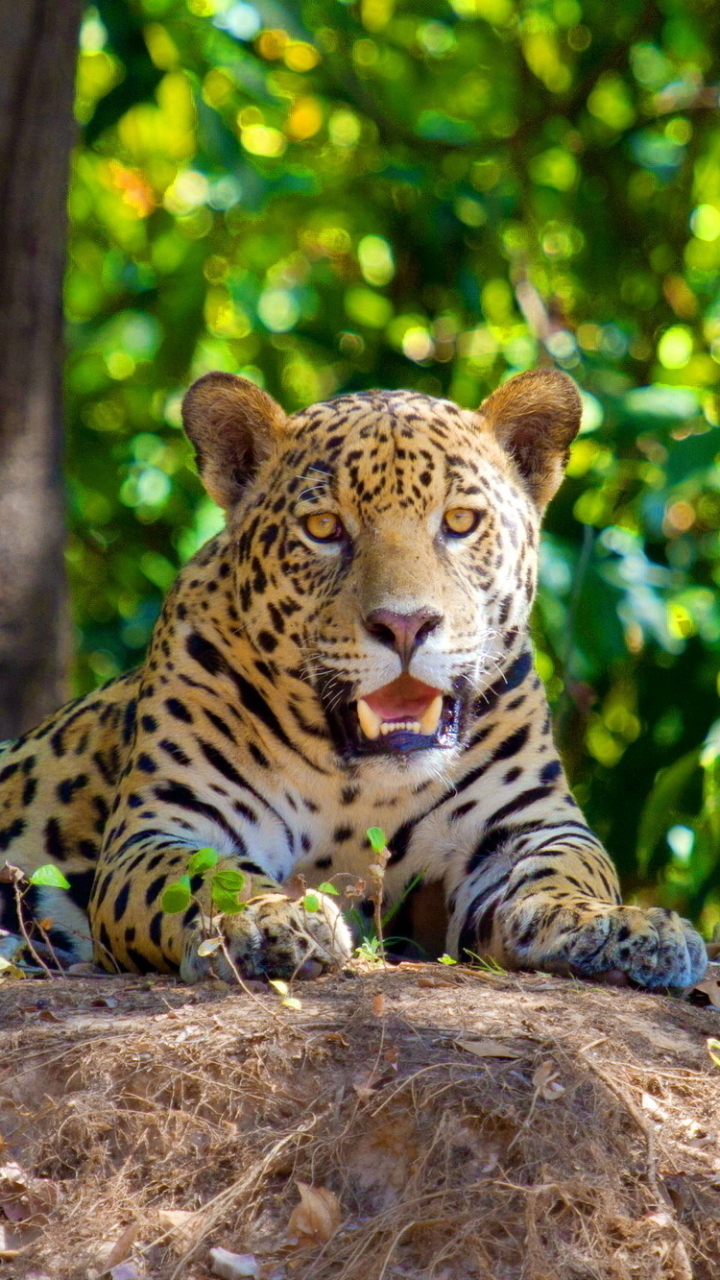 Descarga gratuita de fondo de pantalla para móvil de Animales, Gatos, Leopardo.