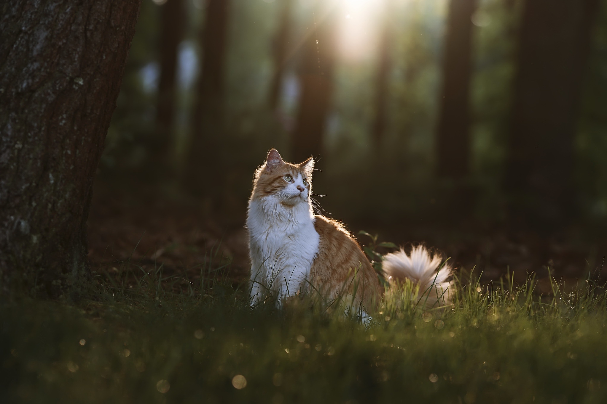 Téléchargez des papiers peints mobile Animaux, Chats, Chat gratuitement.