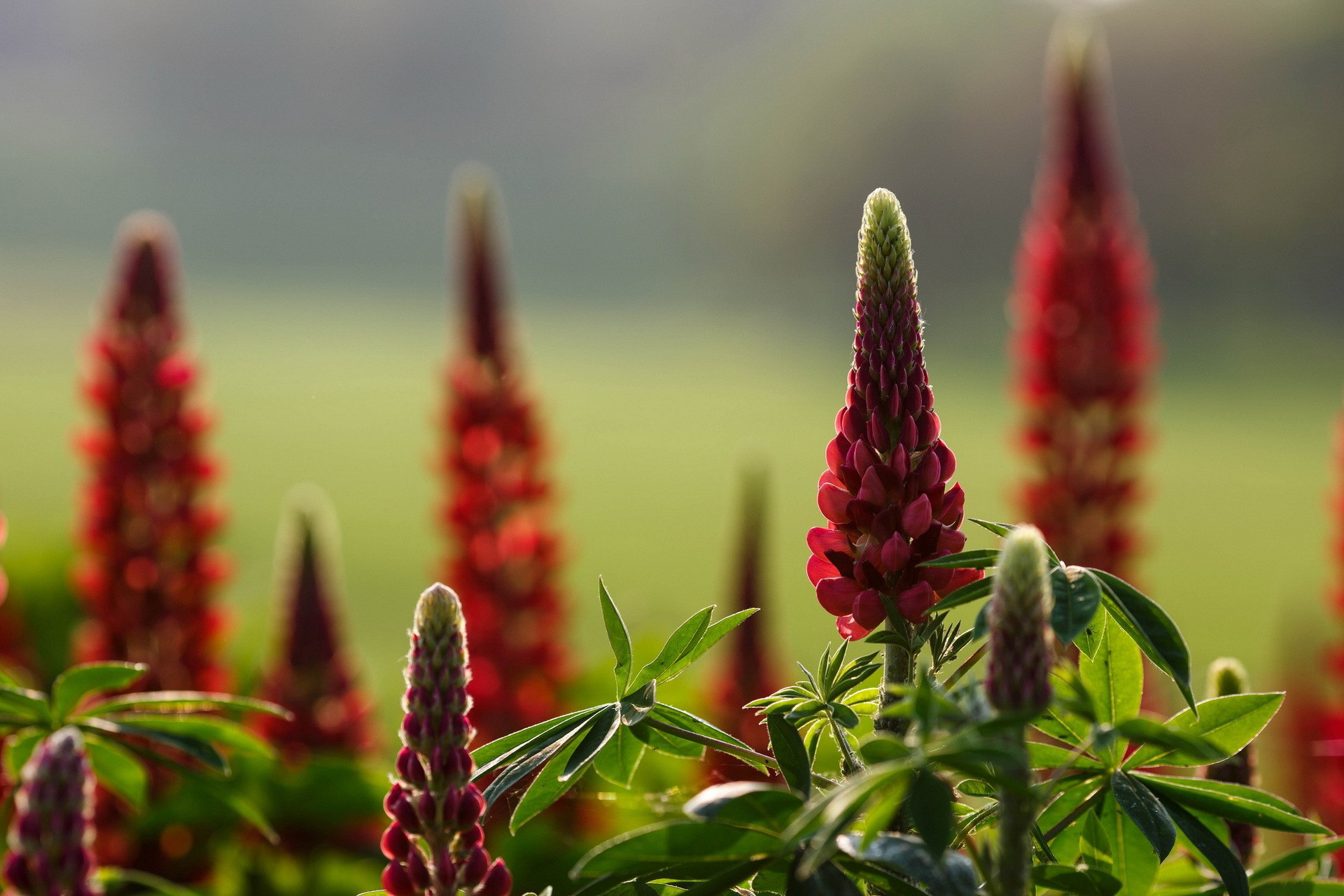 Téléchargez gratuitement l'image Fleurs, Fleur, Terre/nature sur le bureau de votre PC