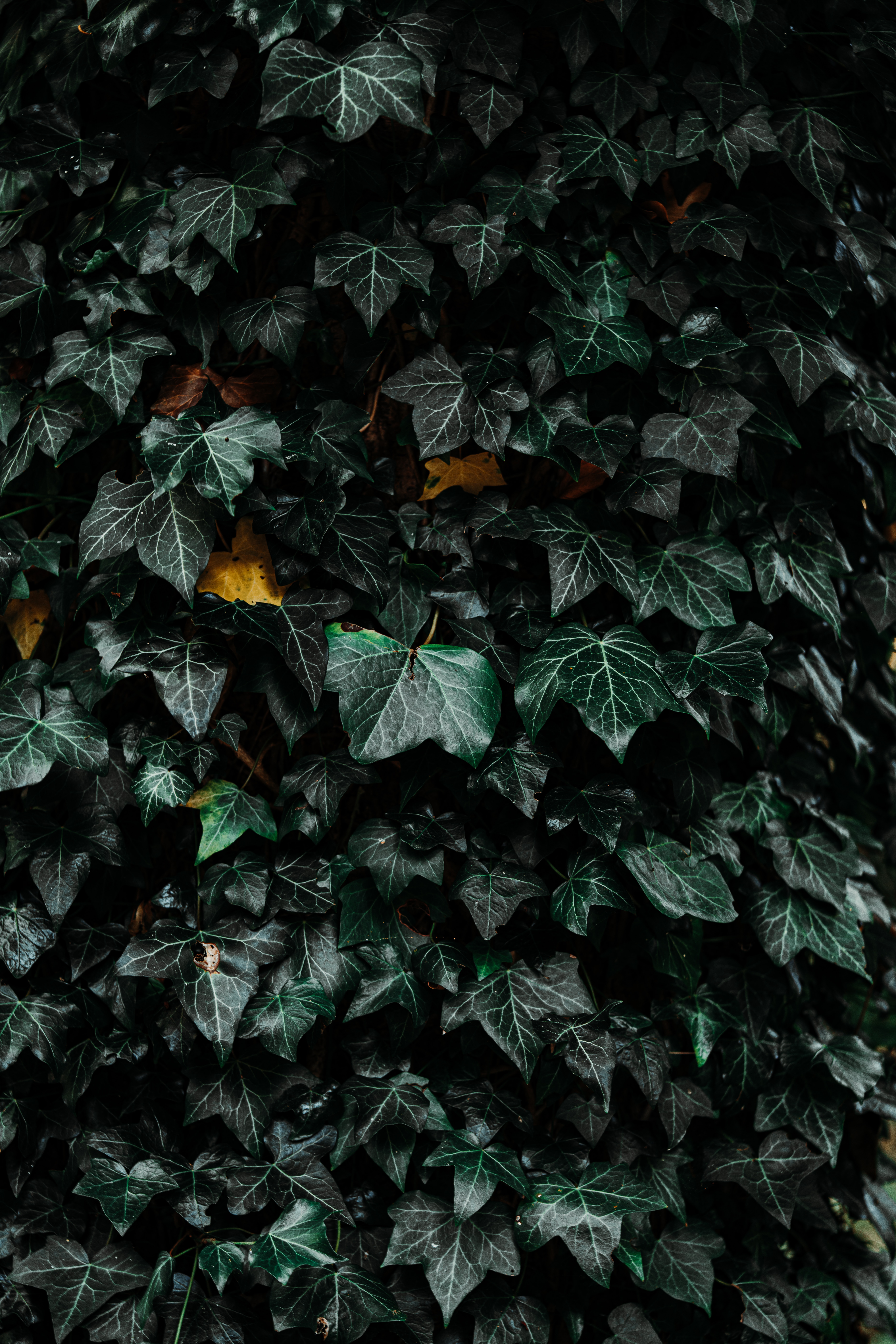 Free download wallpaper Nature, Leaves, Bush, Plant on your PC desktop