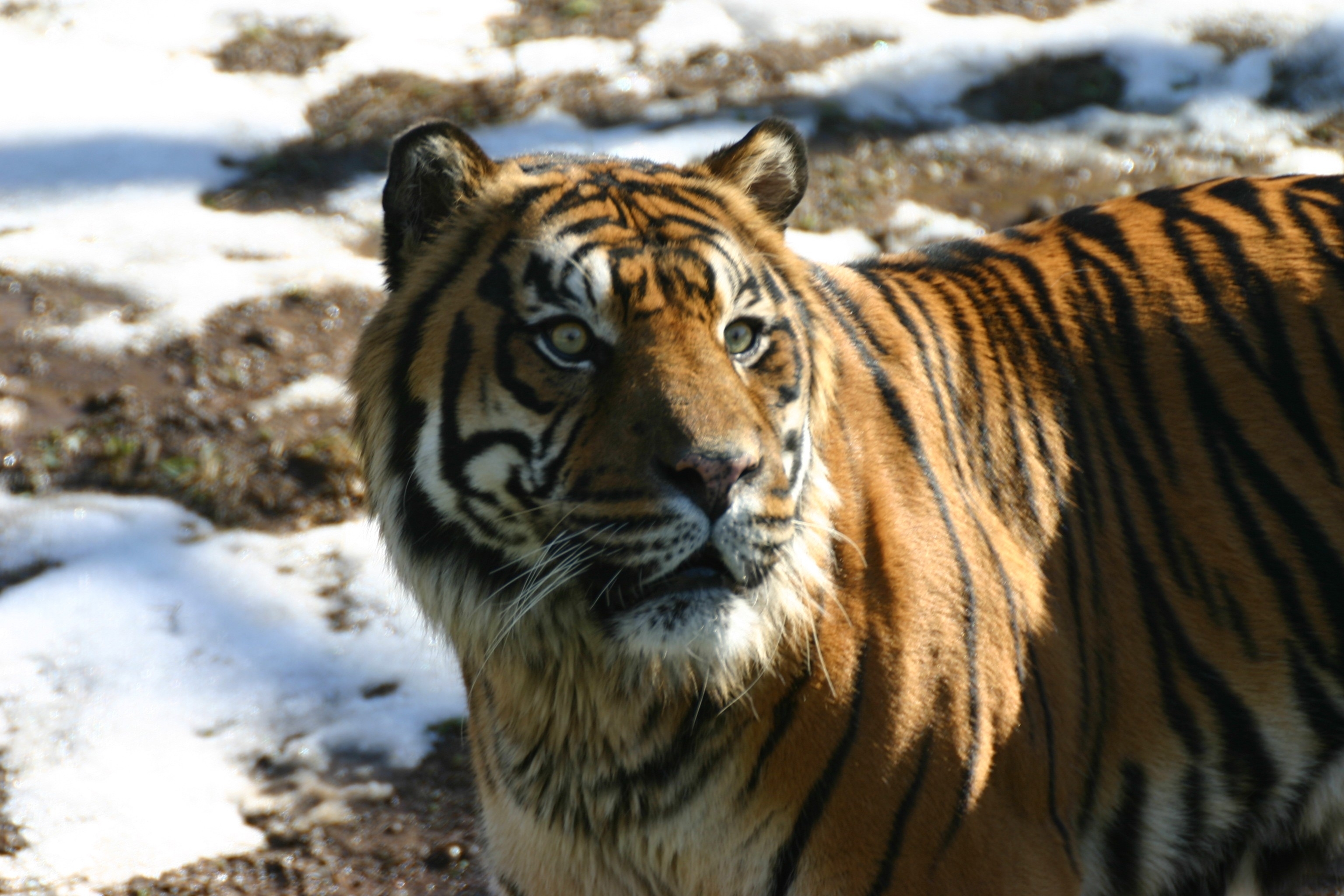 Baixar papel de parede para celular de Animais, Gatos, Tigre gratuito.