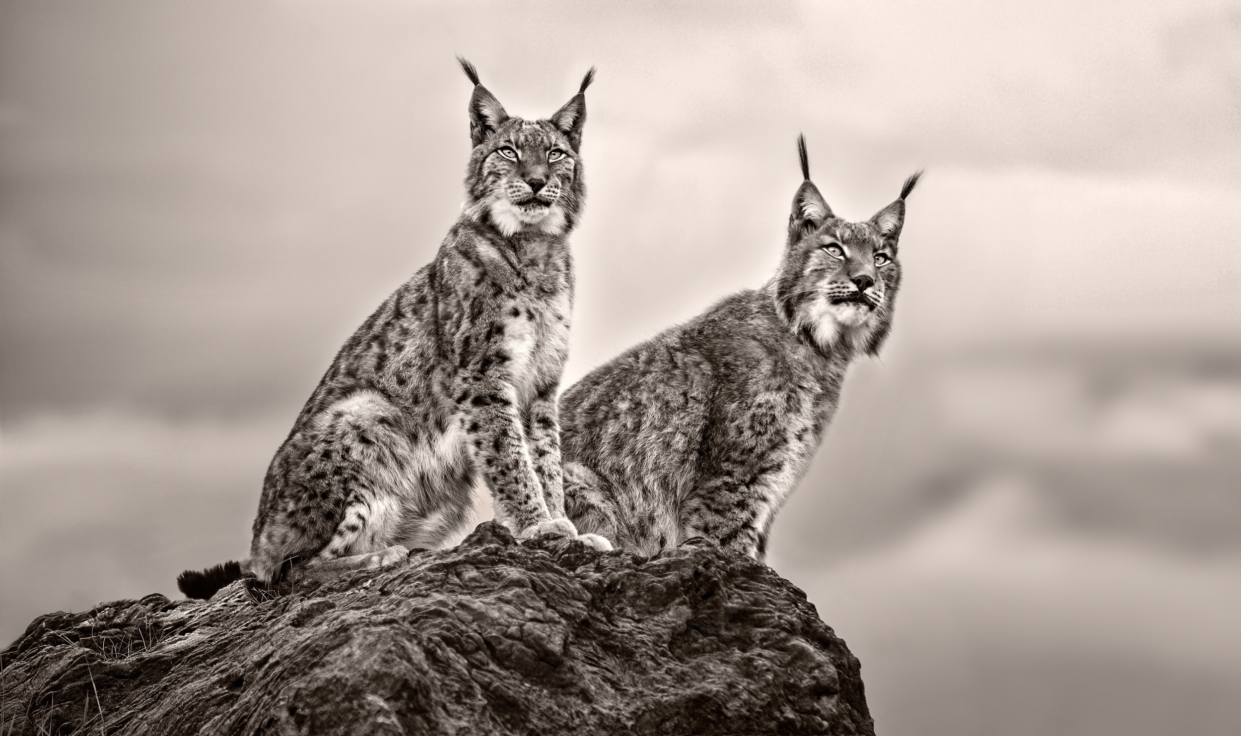 Download mobile wallpaper Cats, Animal, Black & White, Lynx for free.
