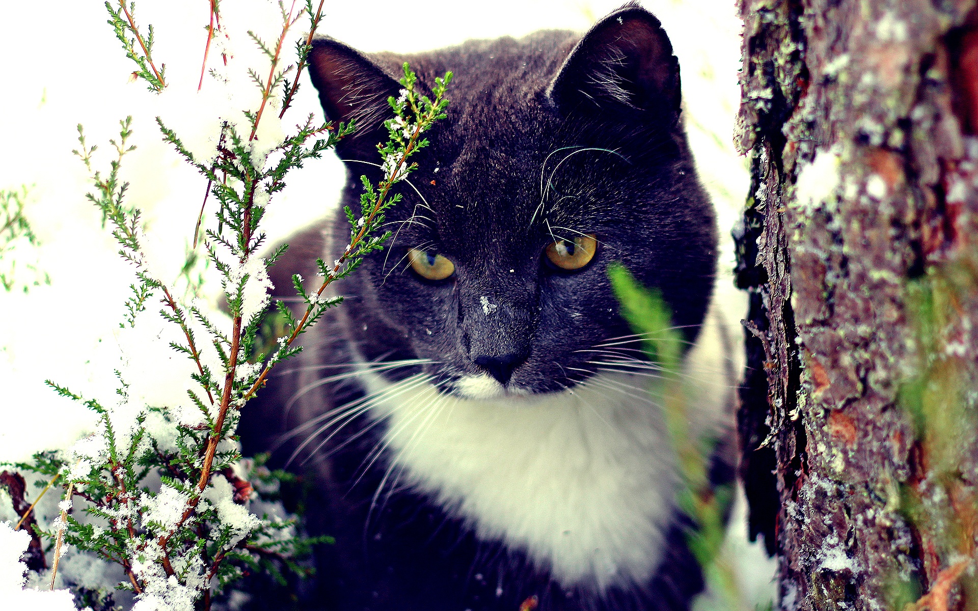 Descarga gratuita de fondo de pantalla para móvil de Gato, Gatos, Animales.