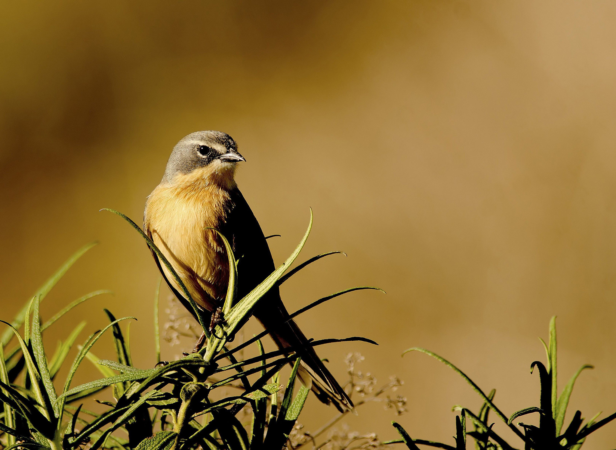 Descarga gratis la imagen Animales, Aves, Ave en el escritorio de tu PC