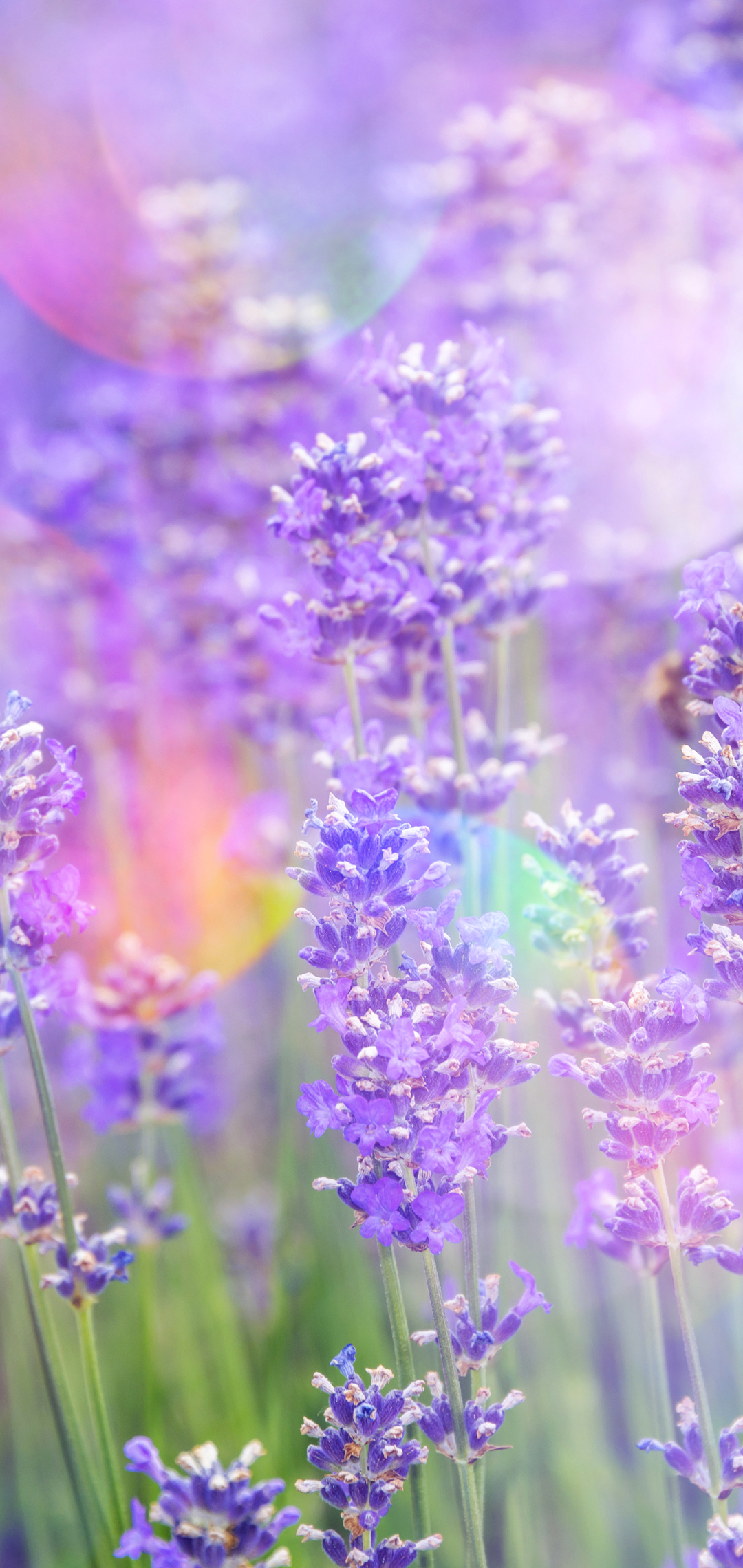 Download mobile wallpaper Nature, Flowers, Flower, Earth, Bokeh, Lavender, Purple Flower for free.
