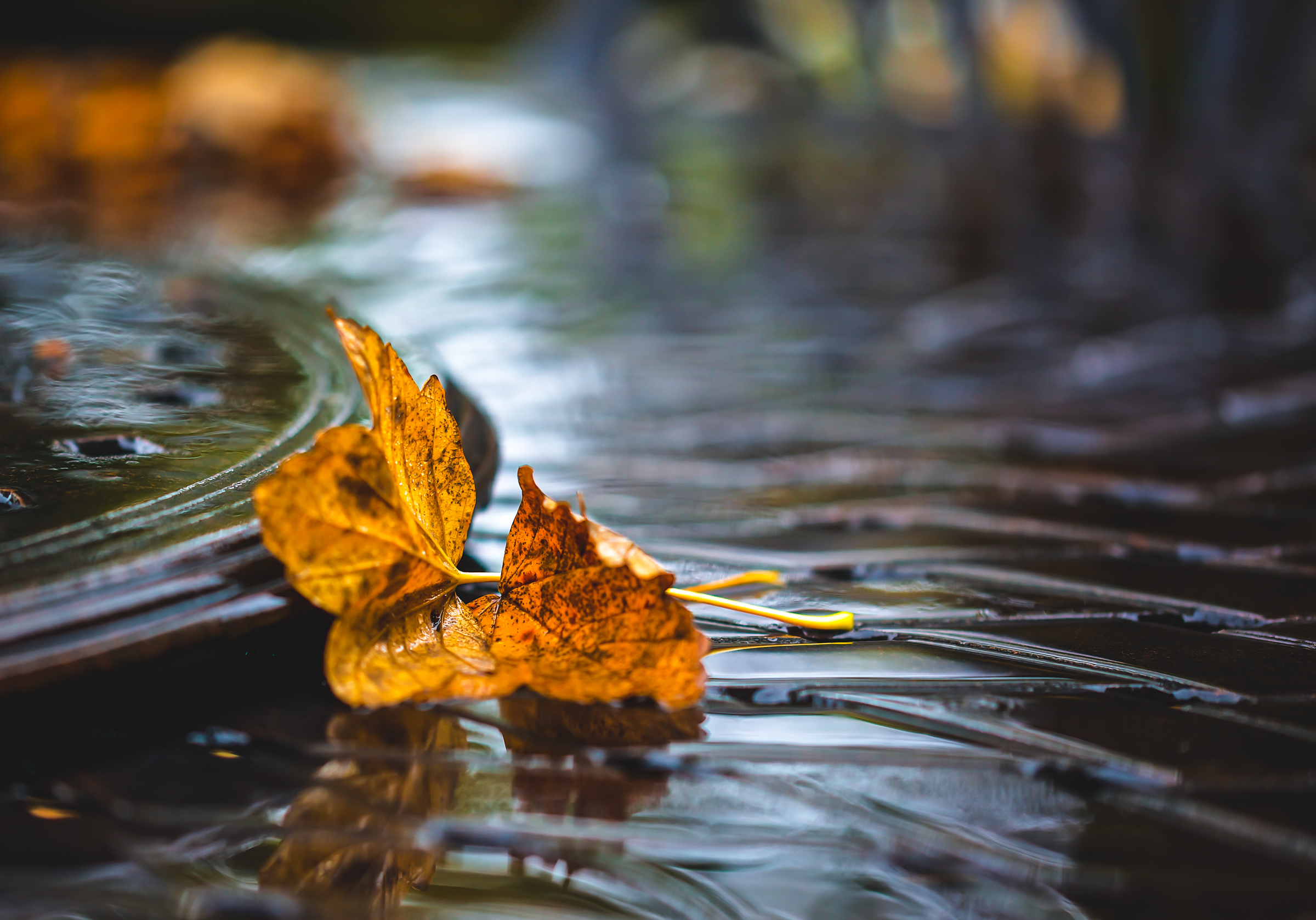 Download mobile wallpaper Water, Leaf, Earth, Bokeh for free.