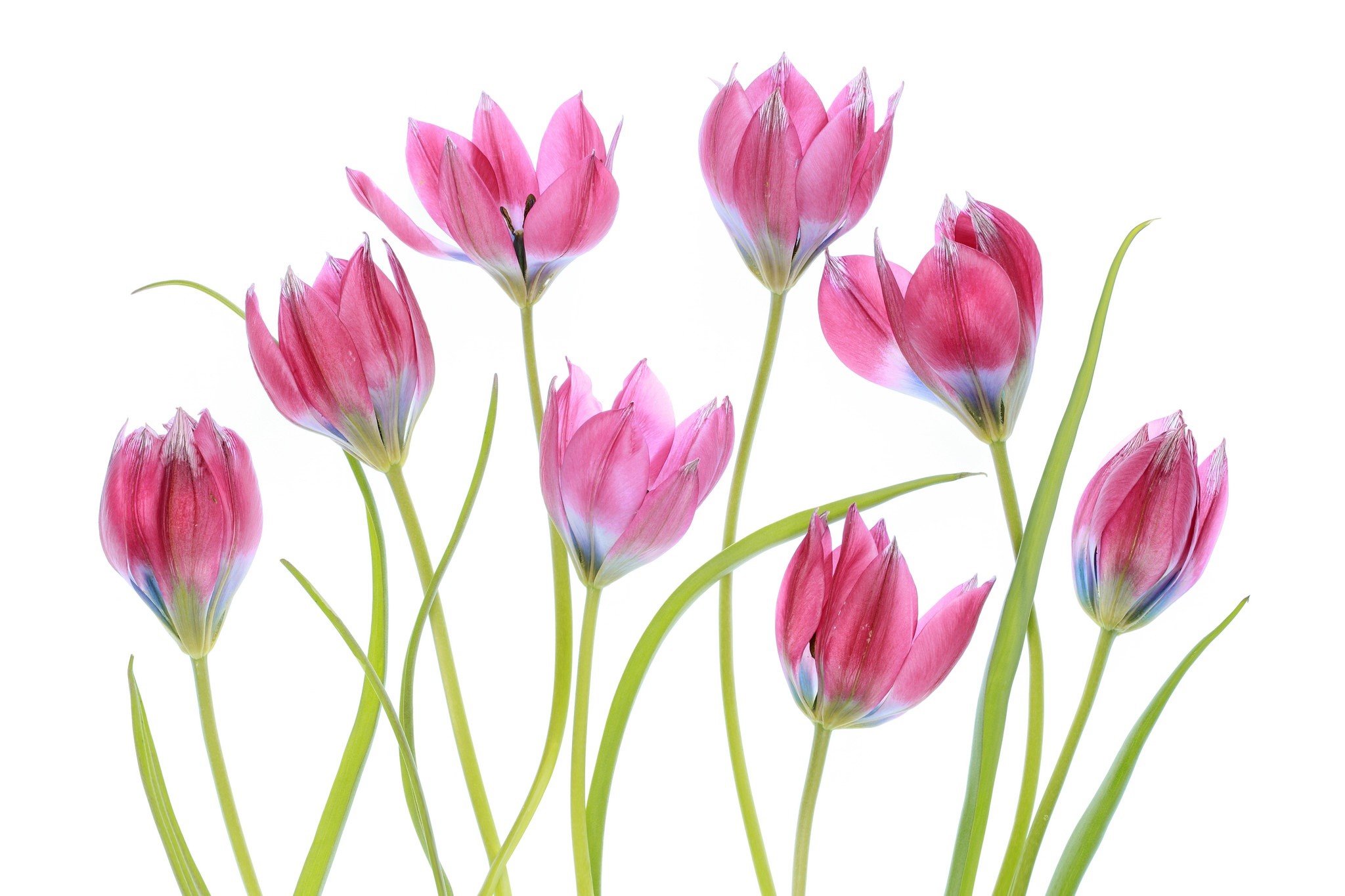 Téléchargez gratuitement l'image Fleurs, Fleur, Tulipe, Terre/nature, Fleur Rose sur le bureau de votre PC