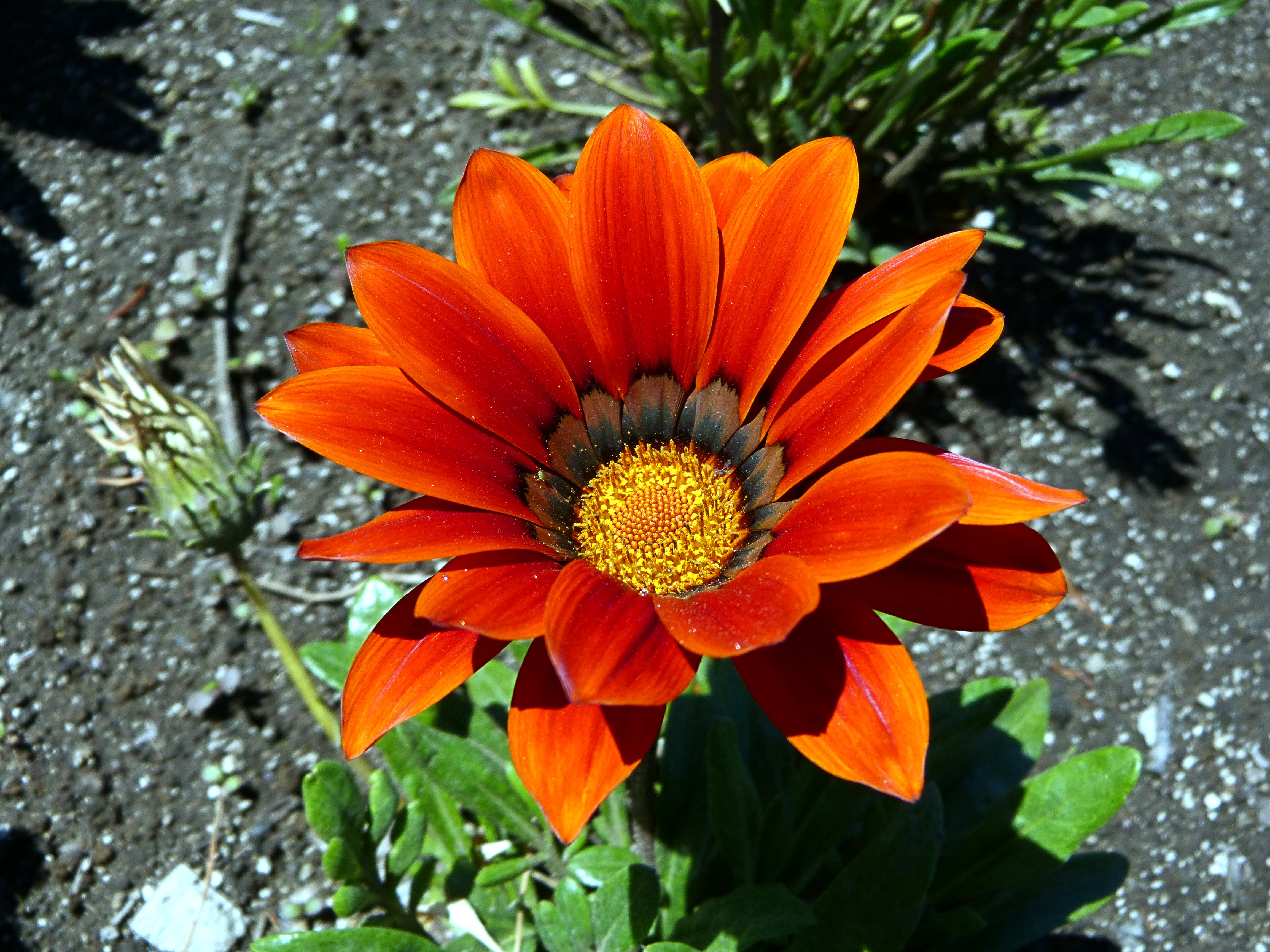 Téléchargez gratuitement l'image Fleurs, Fleur, Terre/nature sur le bureau de votre PC