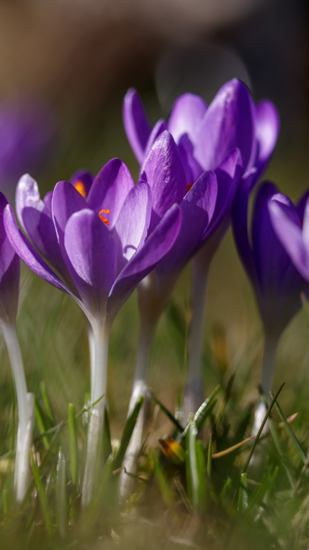 Download mobile wallpaper Nature, Flowers, Grass, Flower, Close Up, Earth, Bokeh, Crocus, Purple Flower for free.