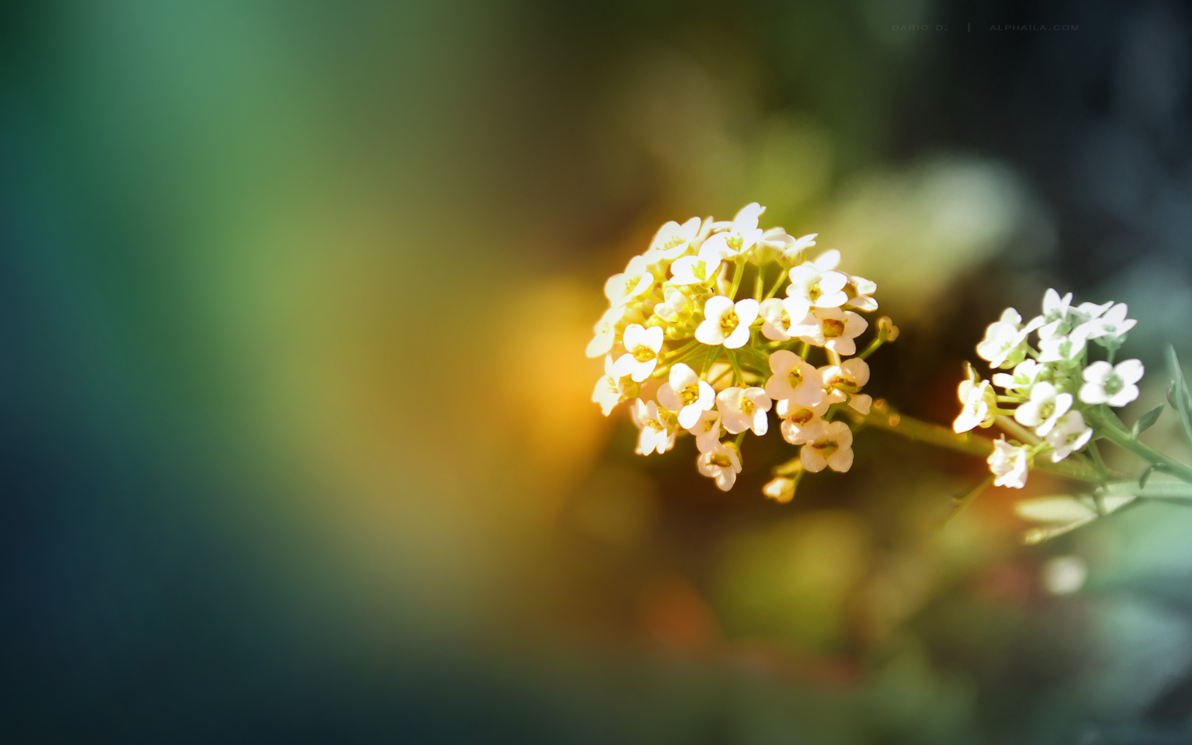 Descarga gratis la imagen Flores, Flor, Tierra/naturaleza en el escritorio de tu PC