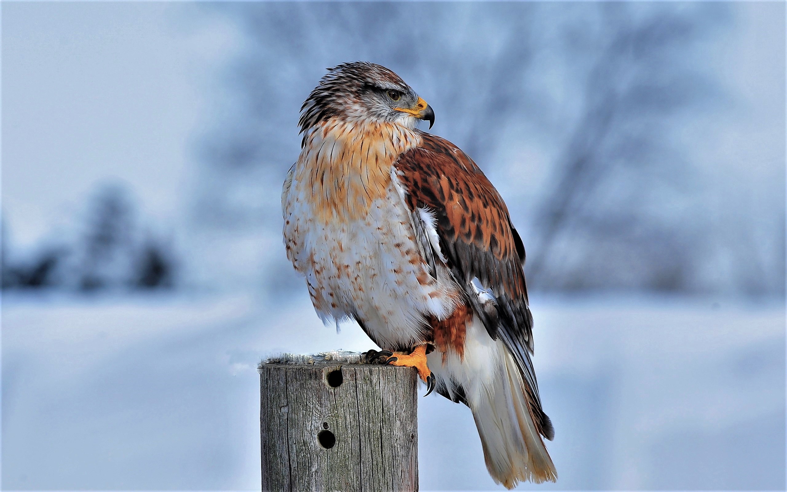無料モバイル壁紙動物, 冬, 鳥, 鷹, 猛禽, 鉄の鷹をダウンロードします。