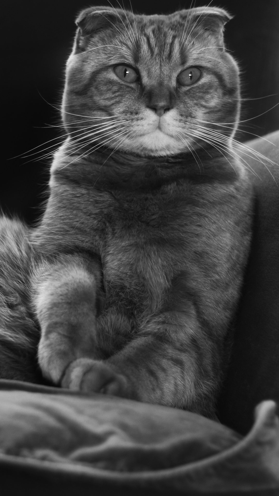 Download mobile wallpaper Cats, Cat, Monochrome, Animal, Black & White for free.