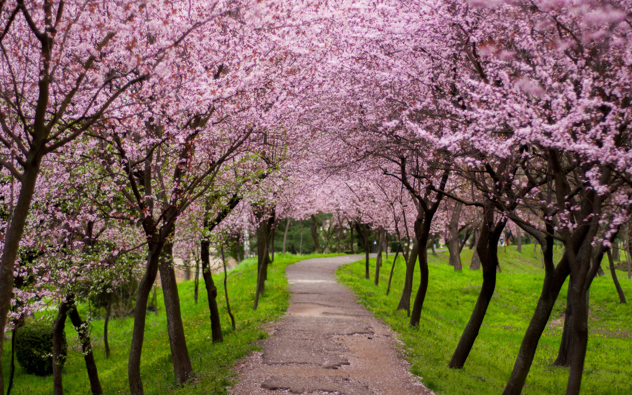 PCデスクトップに自然, フラワーズ, 木, 花, 道, 地球, ピンクの花画像を無料でダウンロード