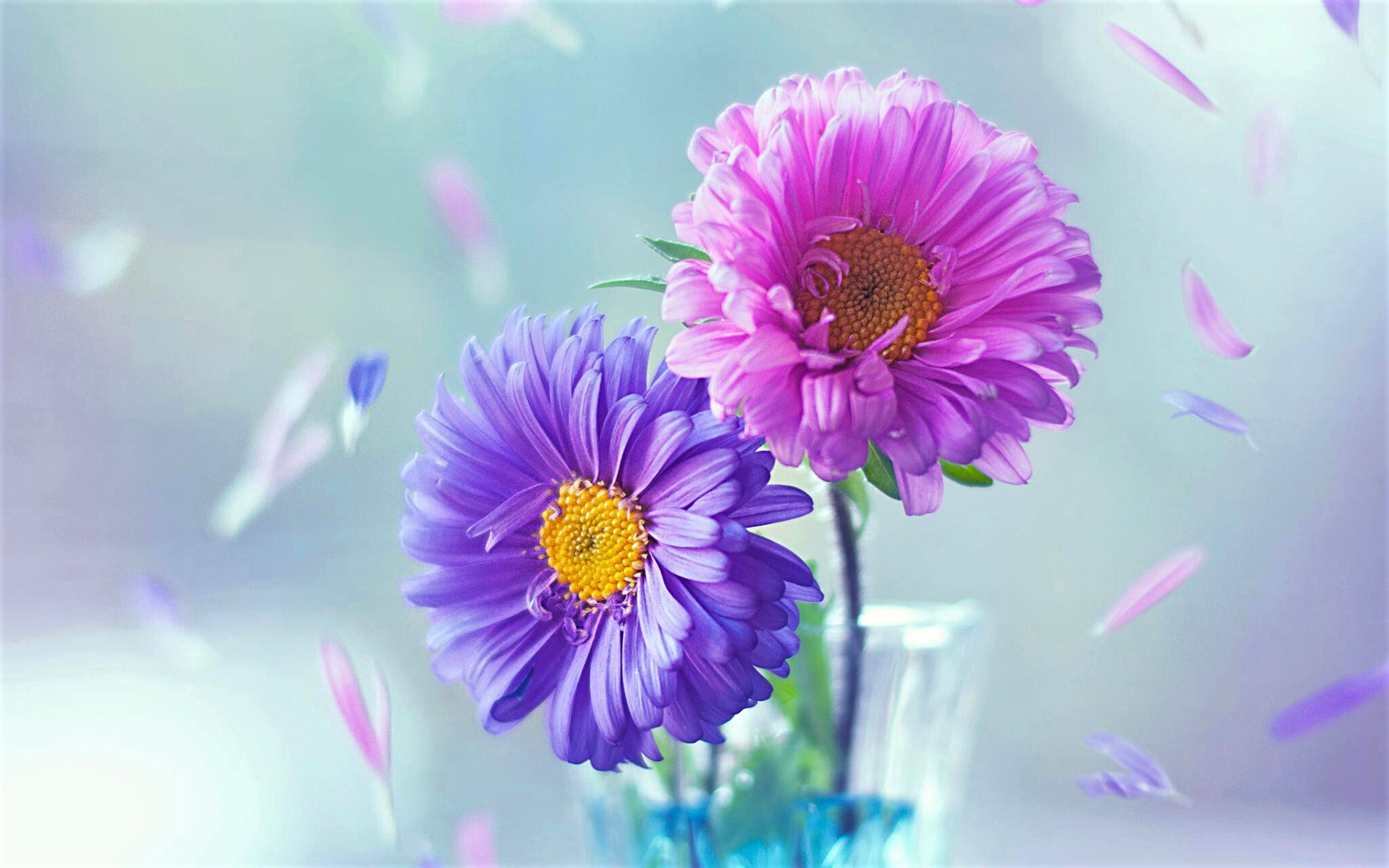 Скачать обои бесплатно Цветок, Фиолетовый Цветок, Земля/природа, Розовый Цветок, Дейзи, Флауэрсы картинка на рабочий стол ПК