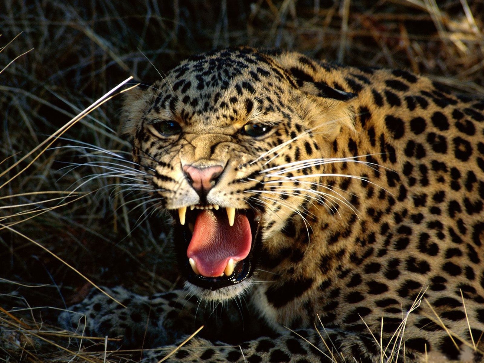Download mobile wallpaper Leopards, Animals for free.