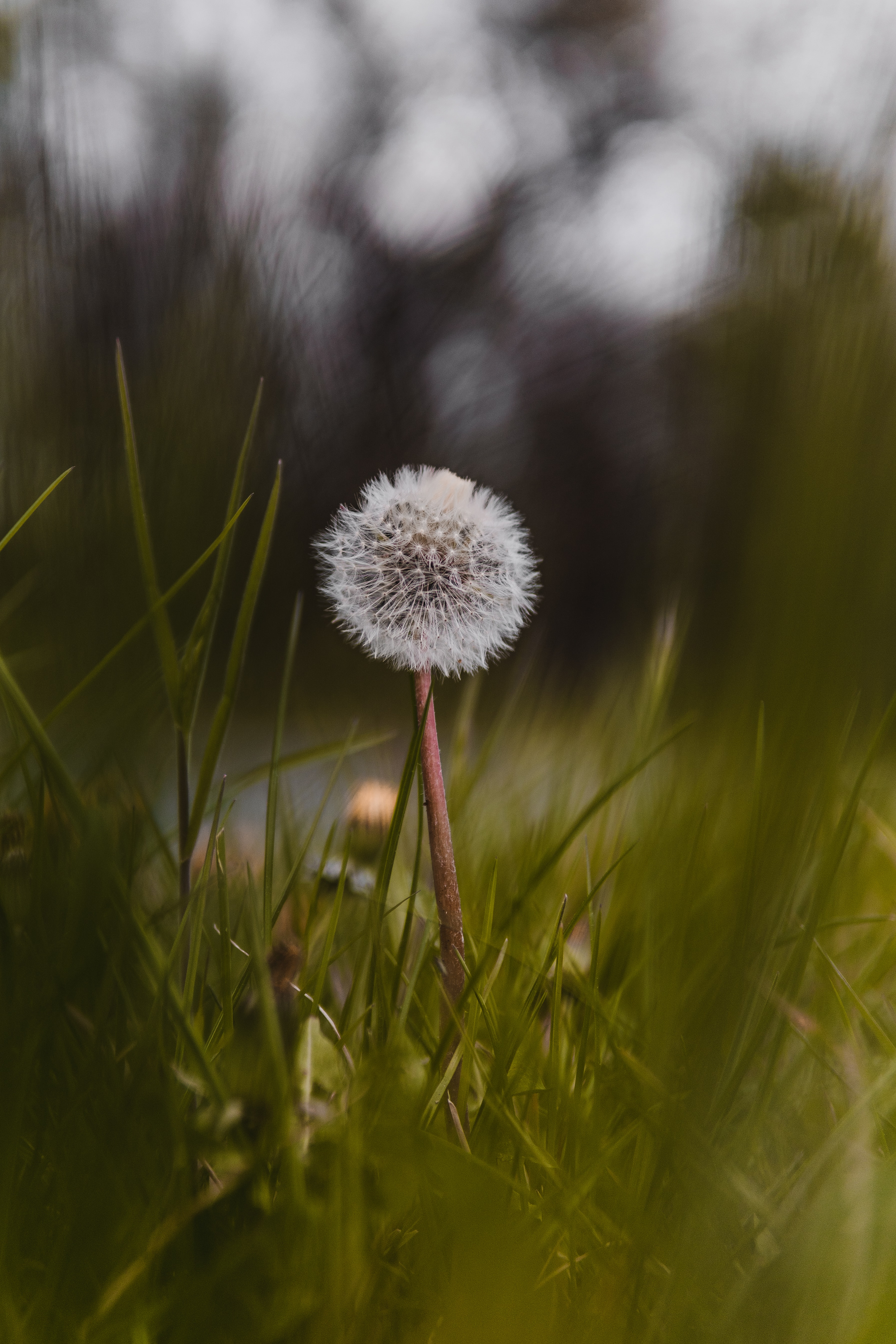 dandelion, nature, flower, fluffy