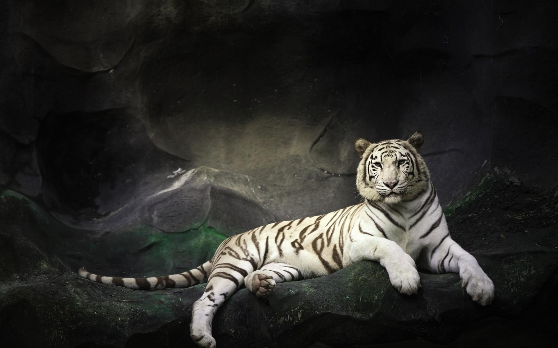 PCデスクトップに動物, 猫, 虎, ホワイトタイガー, 横たわる画像を無料でダウンロード