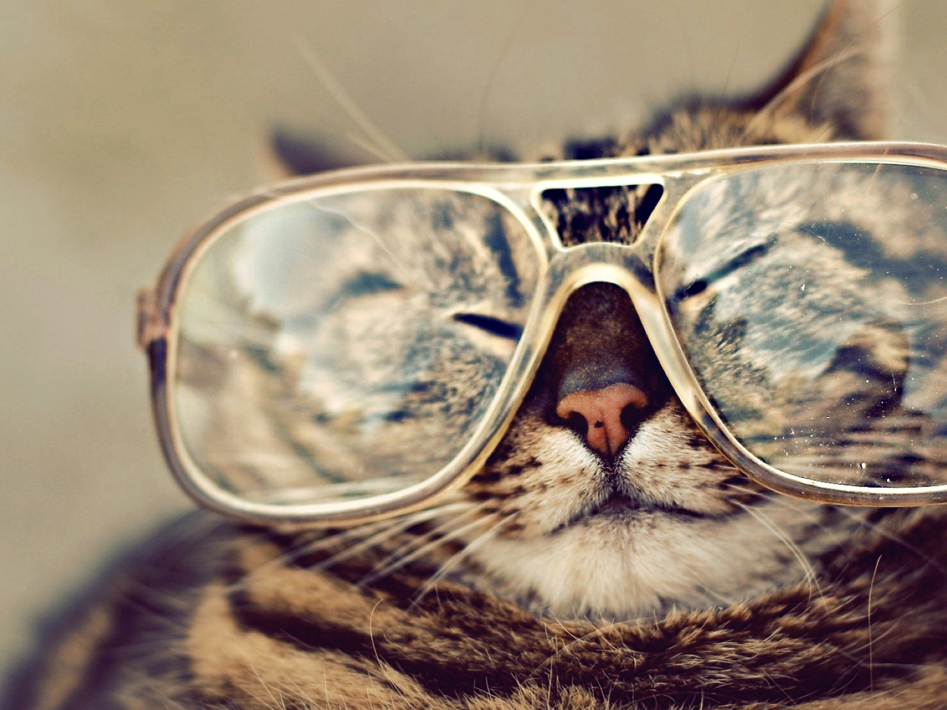 335825 descargar imagen gatos, animales, gato, lentes: fondos de pantalla y protectores de pantalla gratis