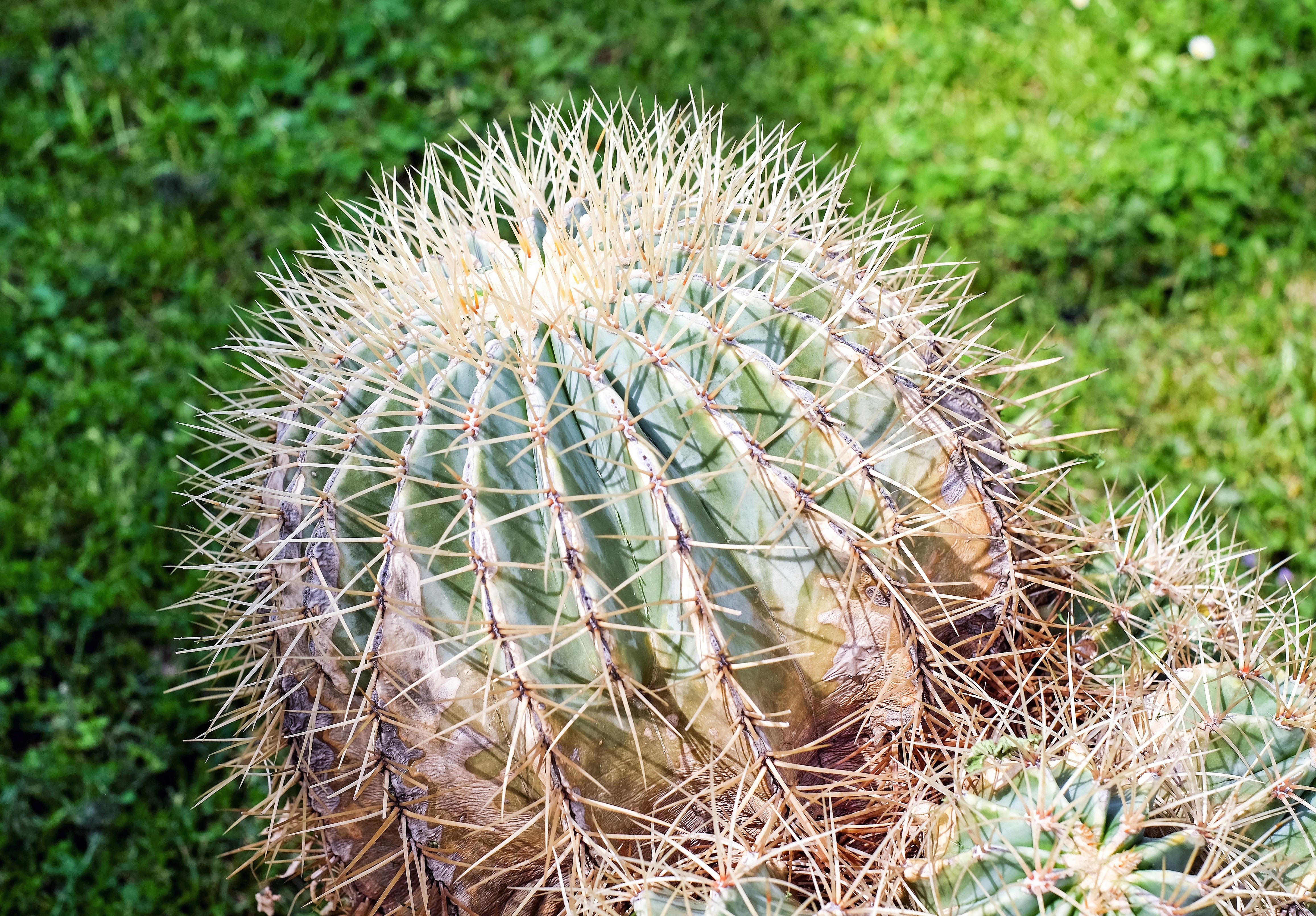 Download mobile wallpaper Nature, Plant, Earth, Cactus for free.
