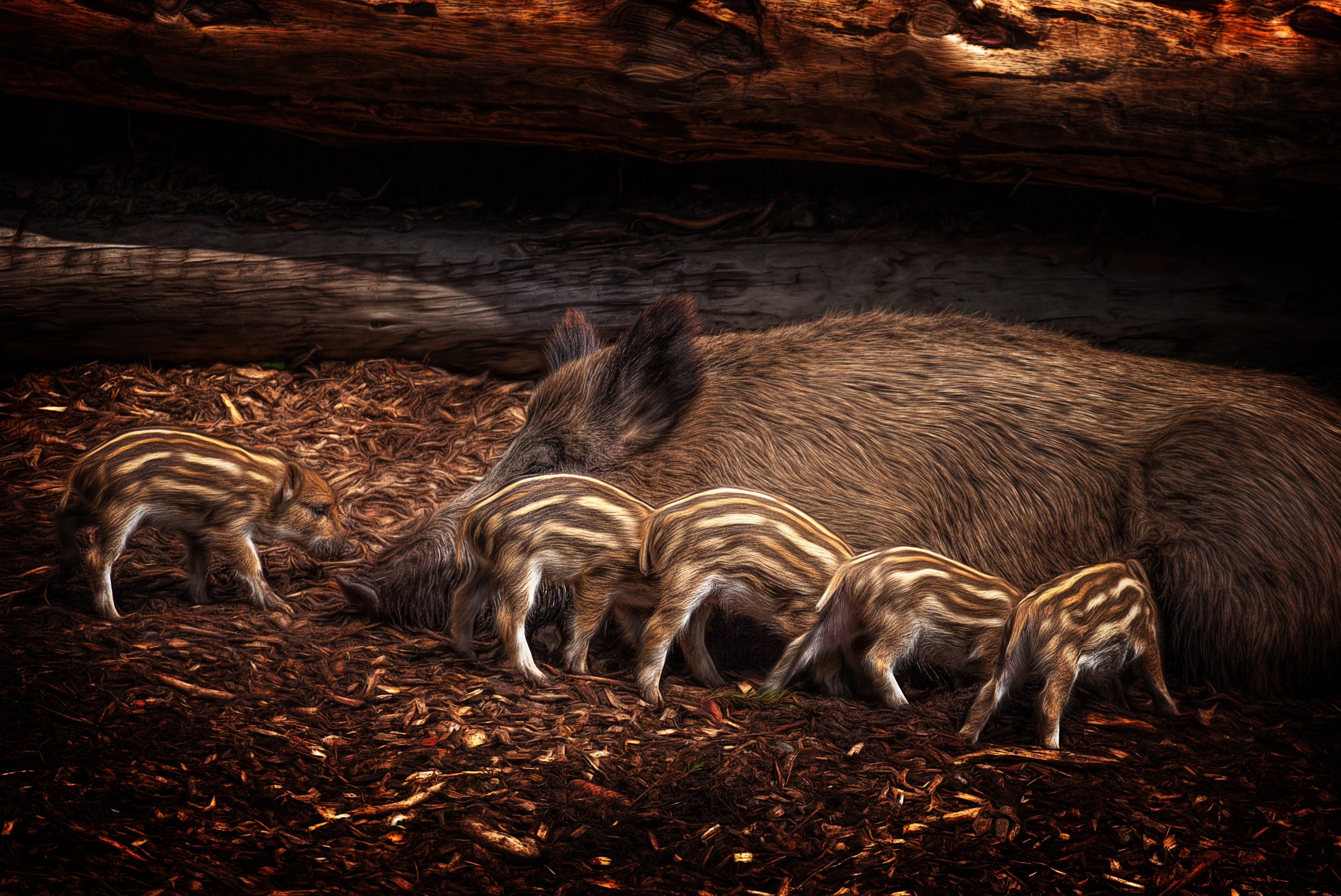 Download mobile wallpaper Animal, Boar, Baby Animal for free.