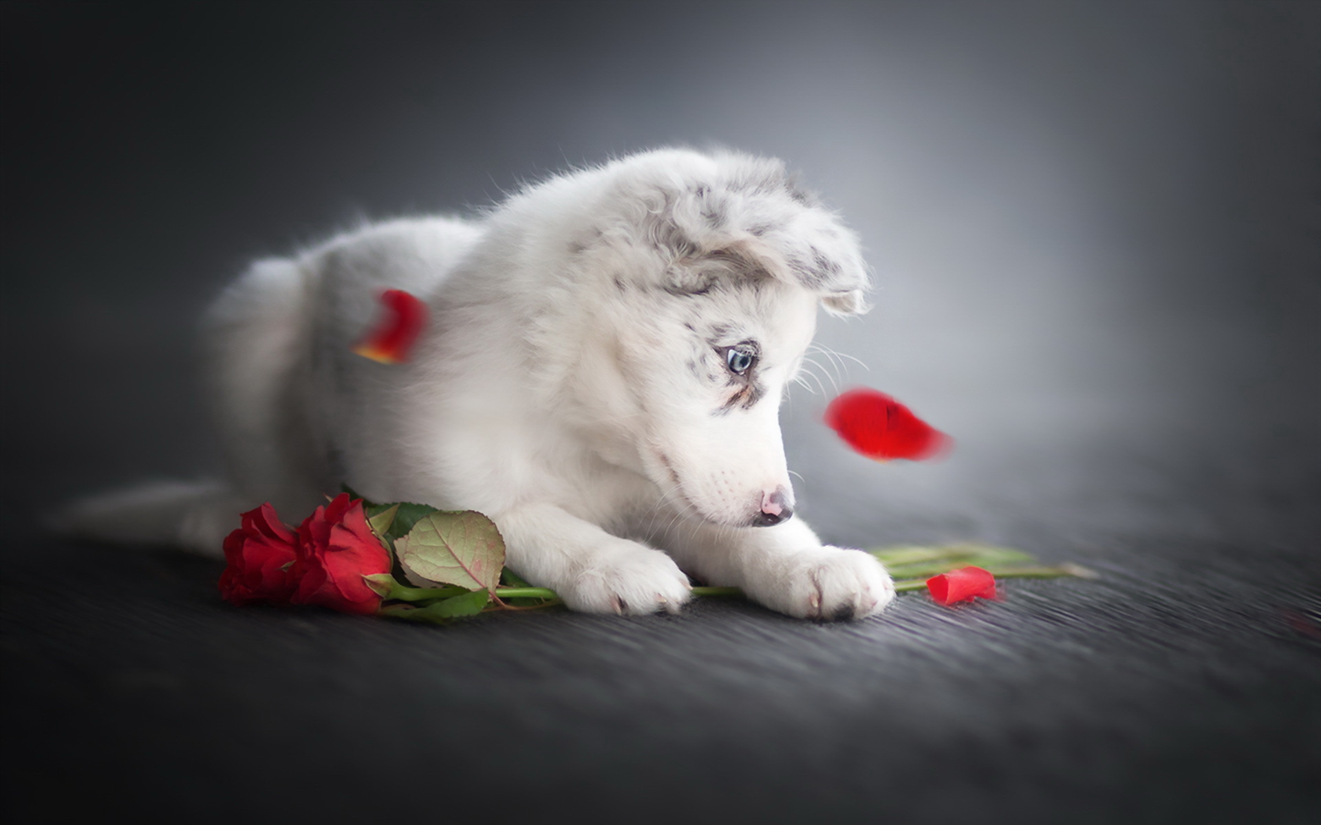 Download mobile wallpaper Dogs, Dog, Animal, Puppy, Border Collie, Baby Animal for free.