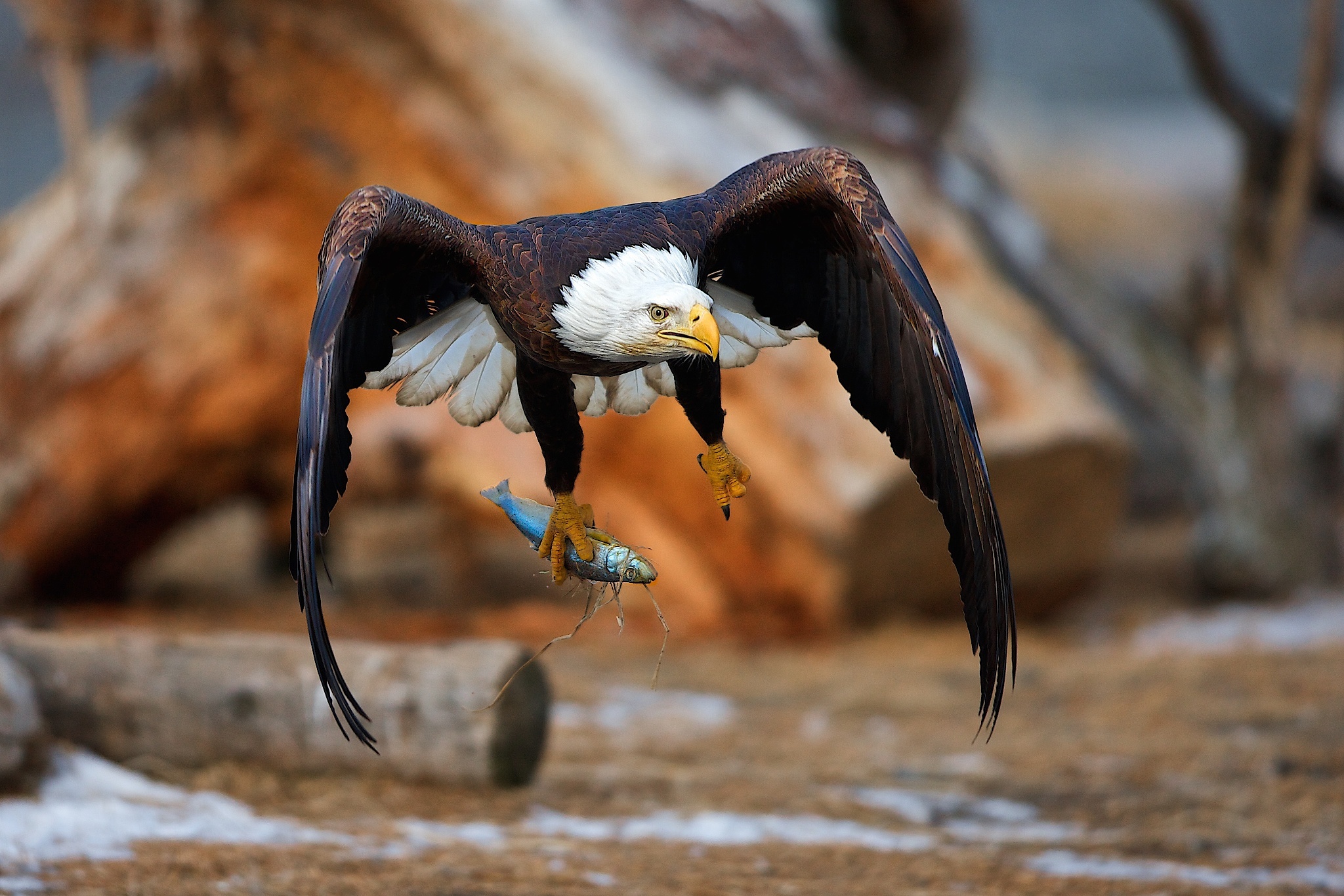 Free download wallpaper Birds, Bird, Animal, Eagle, Fish, Bald Eagle, Flying on your PC desktop