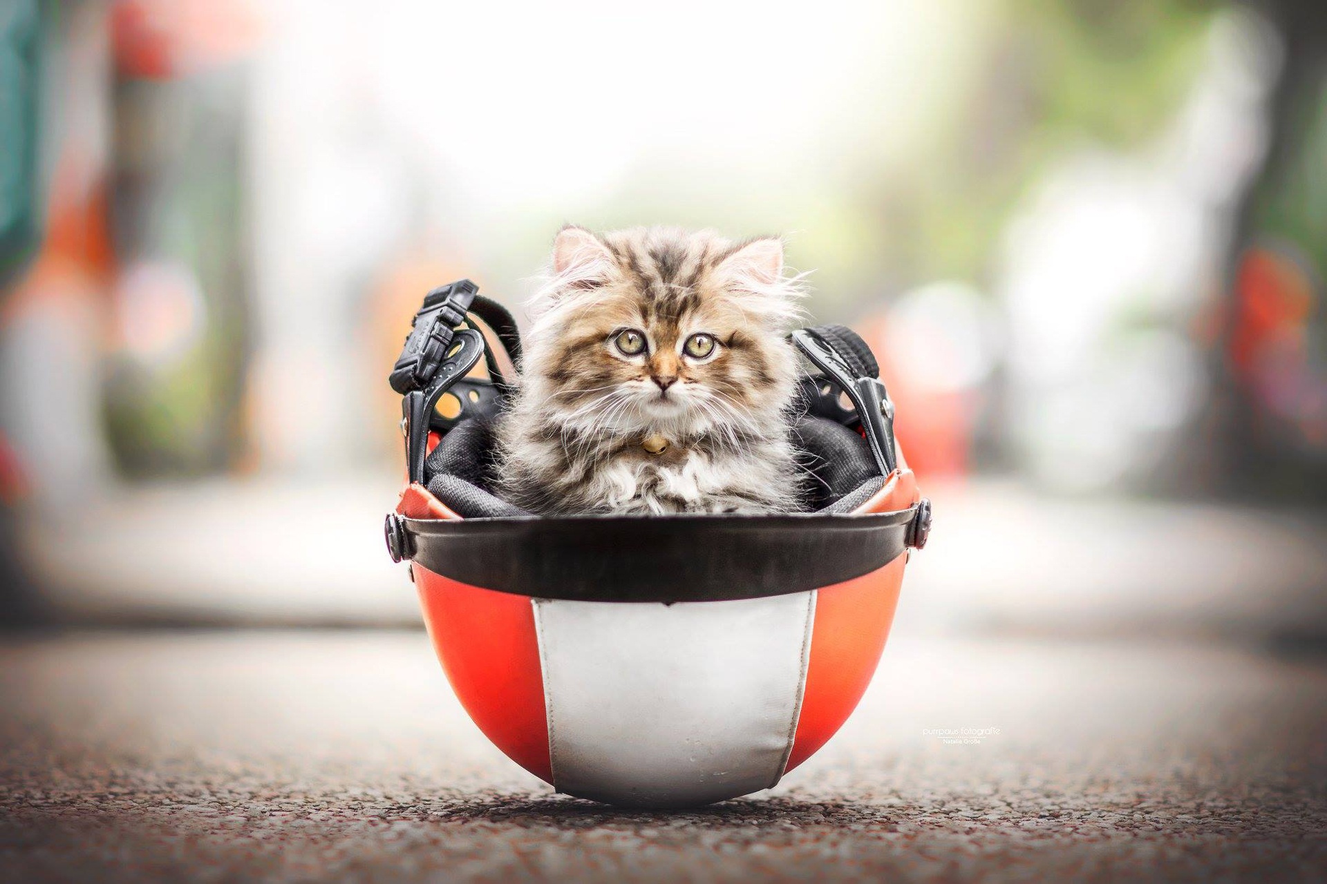 Download mobile wallpaper Cats, Cat, Kitten, Animal, Helmet, Baby Animal, Depth Of Field for free.