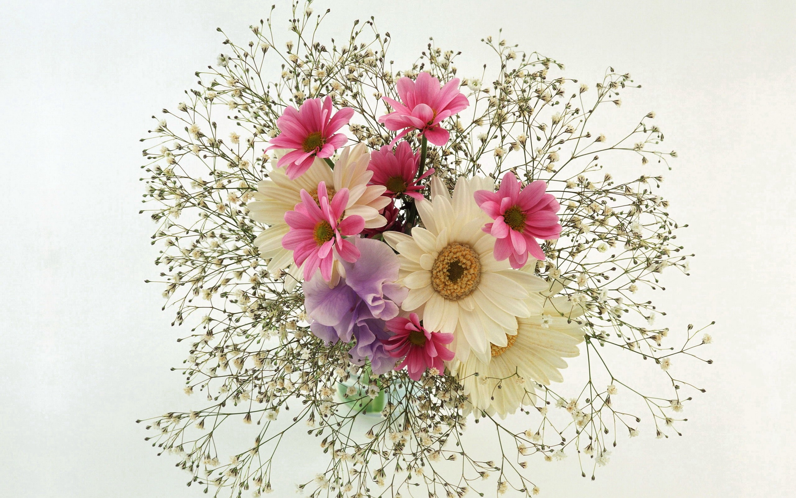 Laden Sie das Blumen, Gerbera, Blume, Strauß, Gänseblümchen, Weiße Blume, Erde/natur, Pinke Blume, Säuglingsatem-Bild kostenlos auf Ihren PC-Desktop herunter