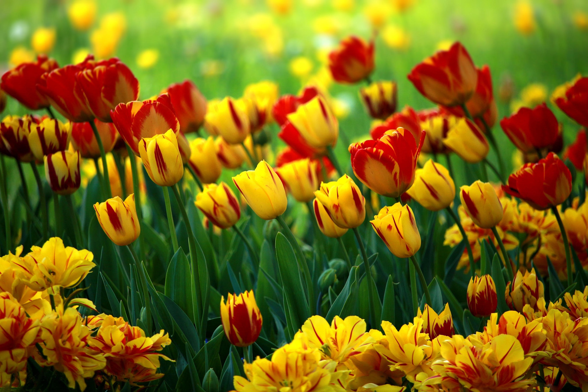 Download mobile wallpaper Nature, Flowers, Flower, Earth, Tulip, Yellow Flower for free.