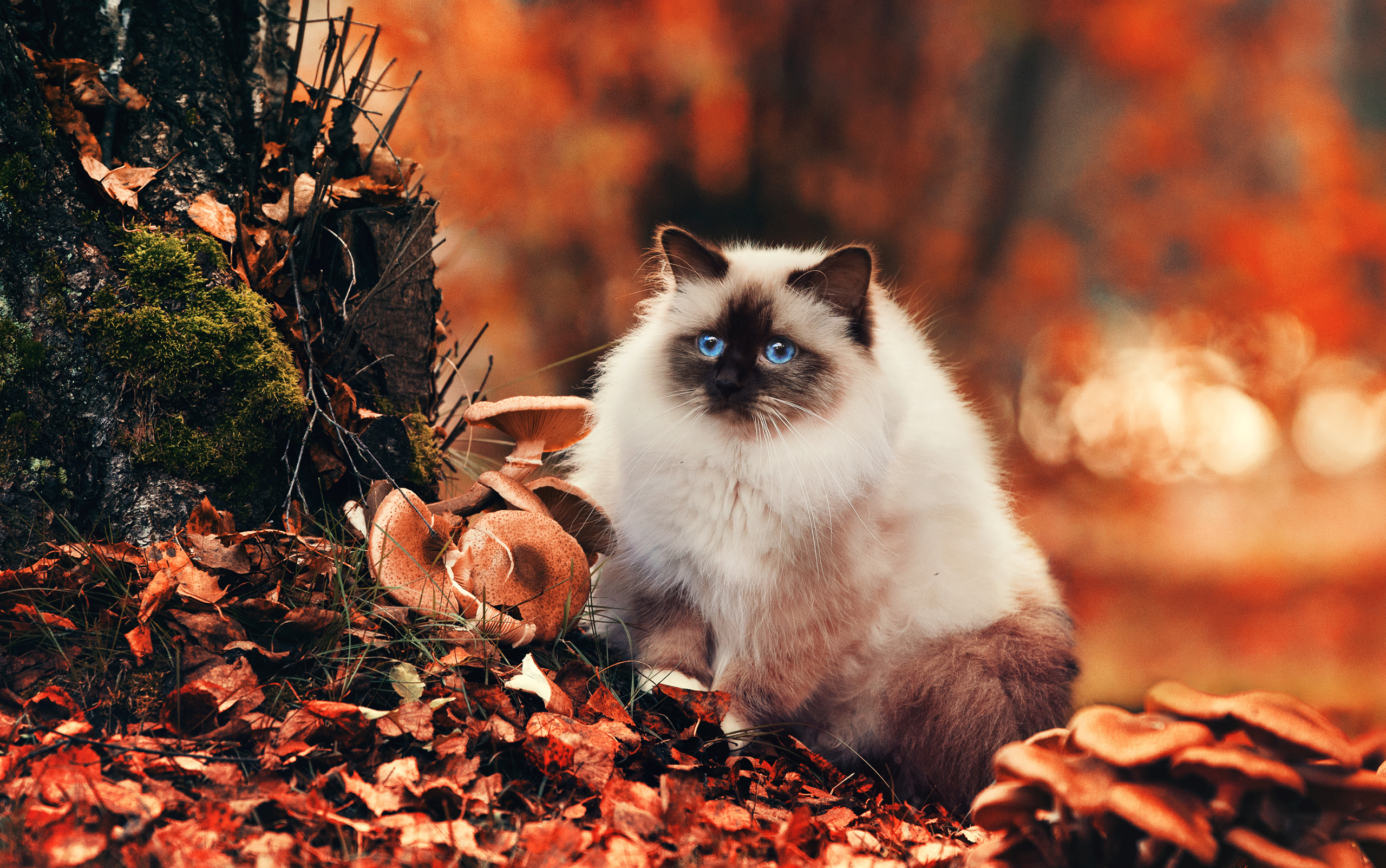 autumn, foliage, fluffy, cat, animals phone wallpaper