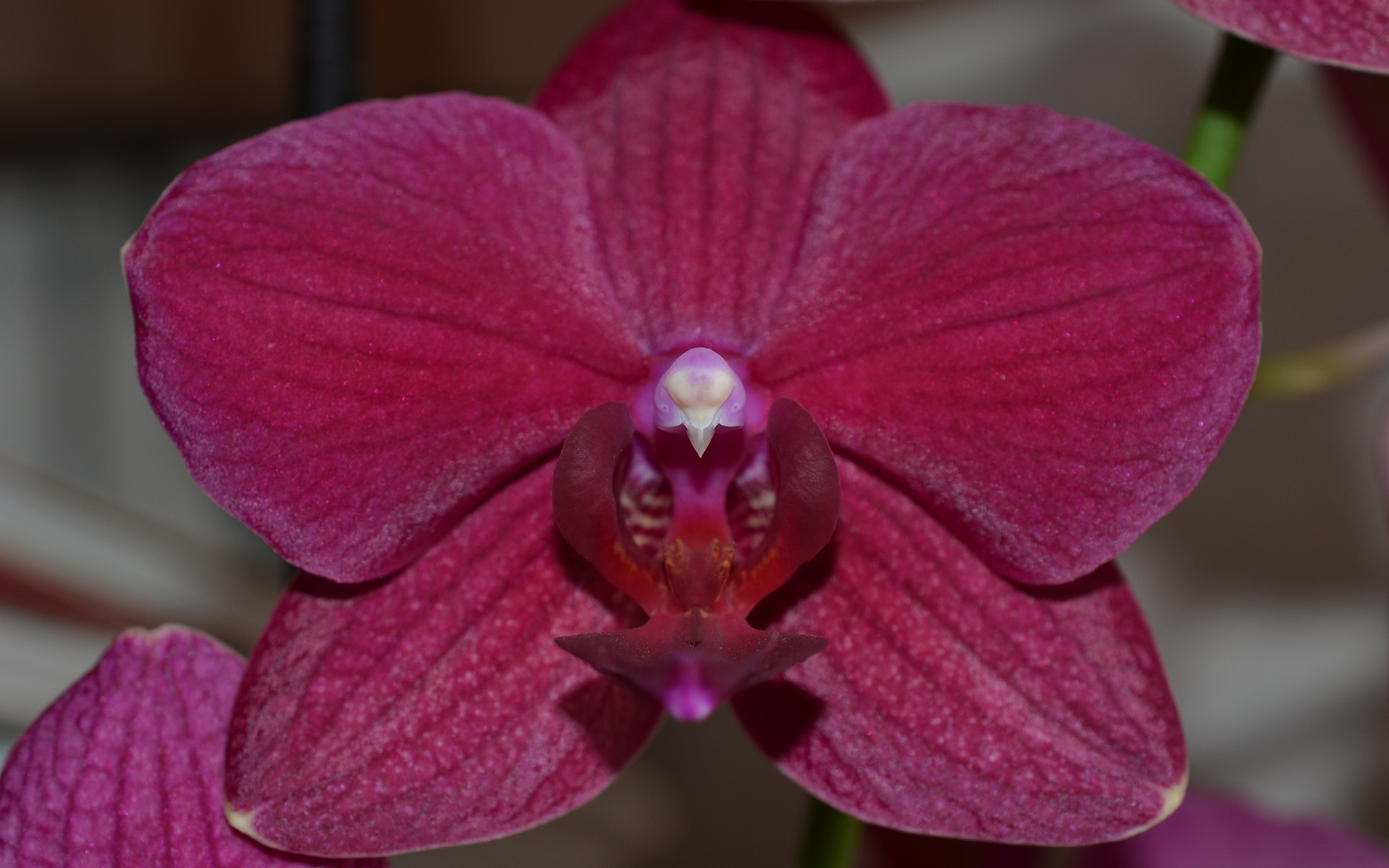 Descarga gratuita de fondo de pantalla para móvil de Orquídea, Flores, Tierra/naturaleza.