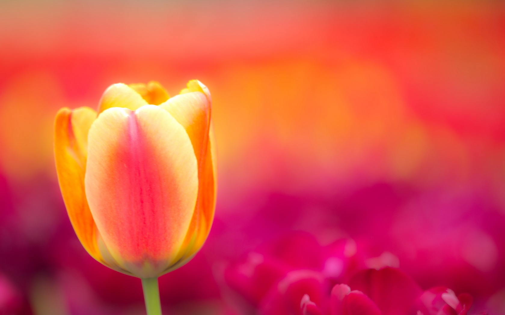 PC Wallpapers  Tulip