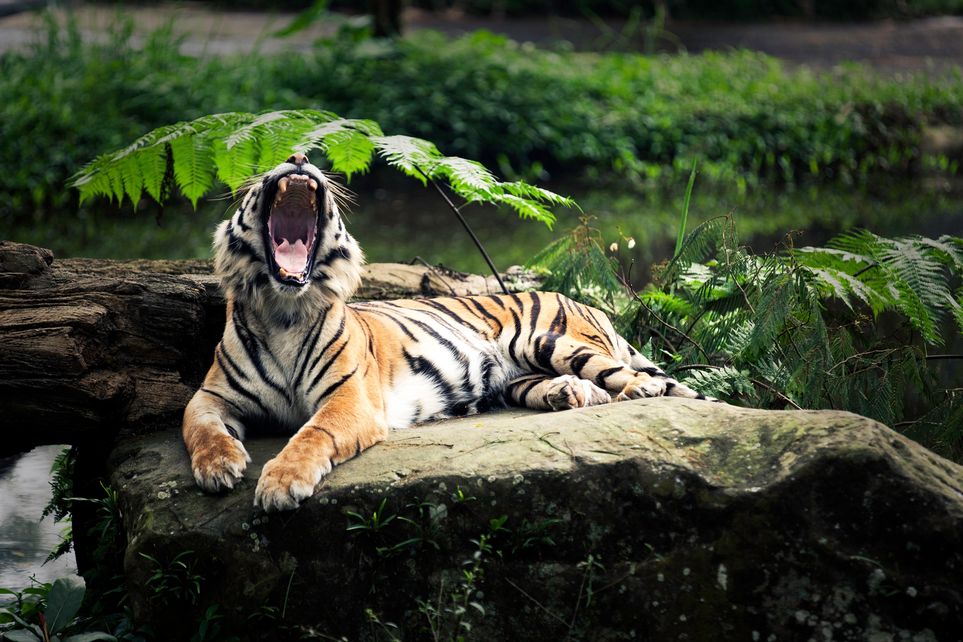 73505 скачать картинку тигр, животные, листья, агрессия, оскал, лежать, камень, открытый рот - обои и заставки бесплатно