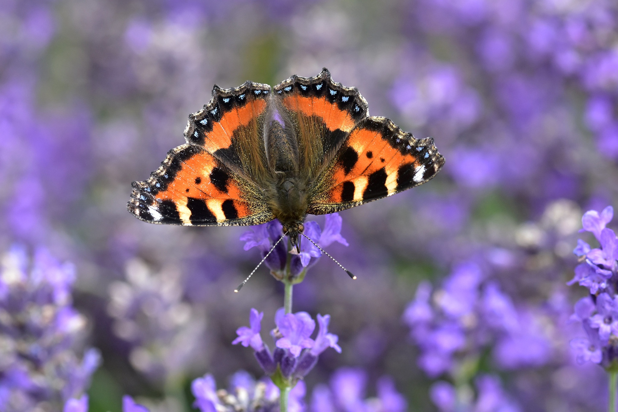 Descarga gratis la imagen Animales, Flor, Insecto, Mariposa, Flor Purpura, Macrofotografía en el escritorio de tu PC