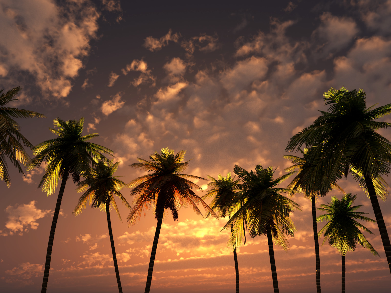 Download mobile wallpaper Sunset, Sky, Earth, Cloud, Palm Tree for free.
