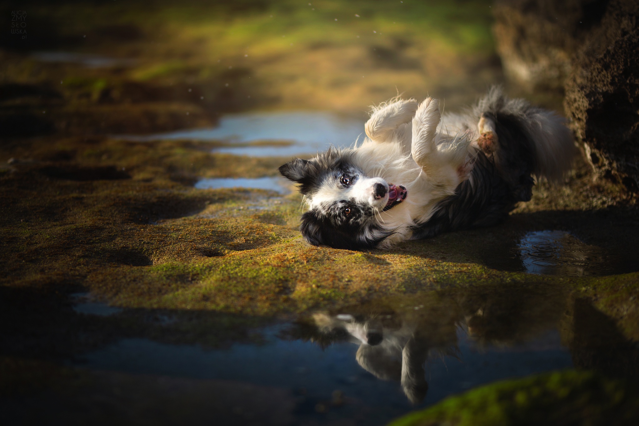 Handy-Wallpaper Tiere, Hunde, Hund, Border Collie kostenlos herunterladen.