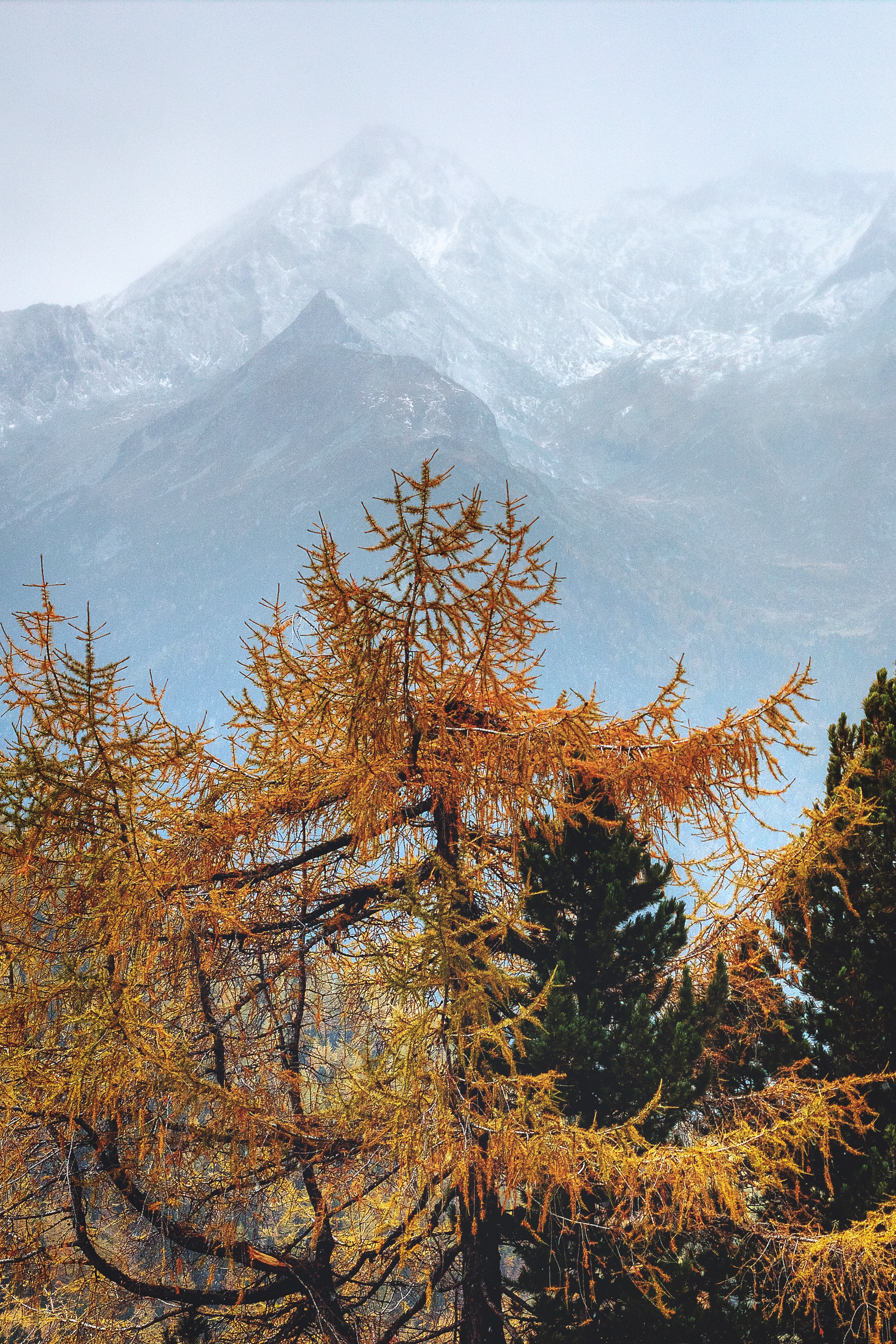 PCデスクトップに自然, 木, 山脈, 針, 松, 霧画像を無料でダウンロード