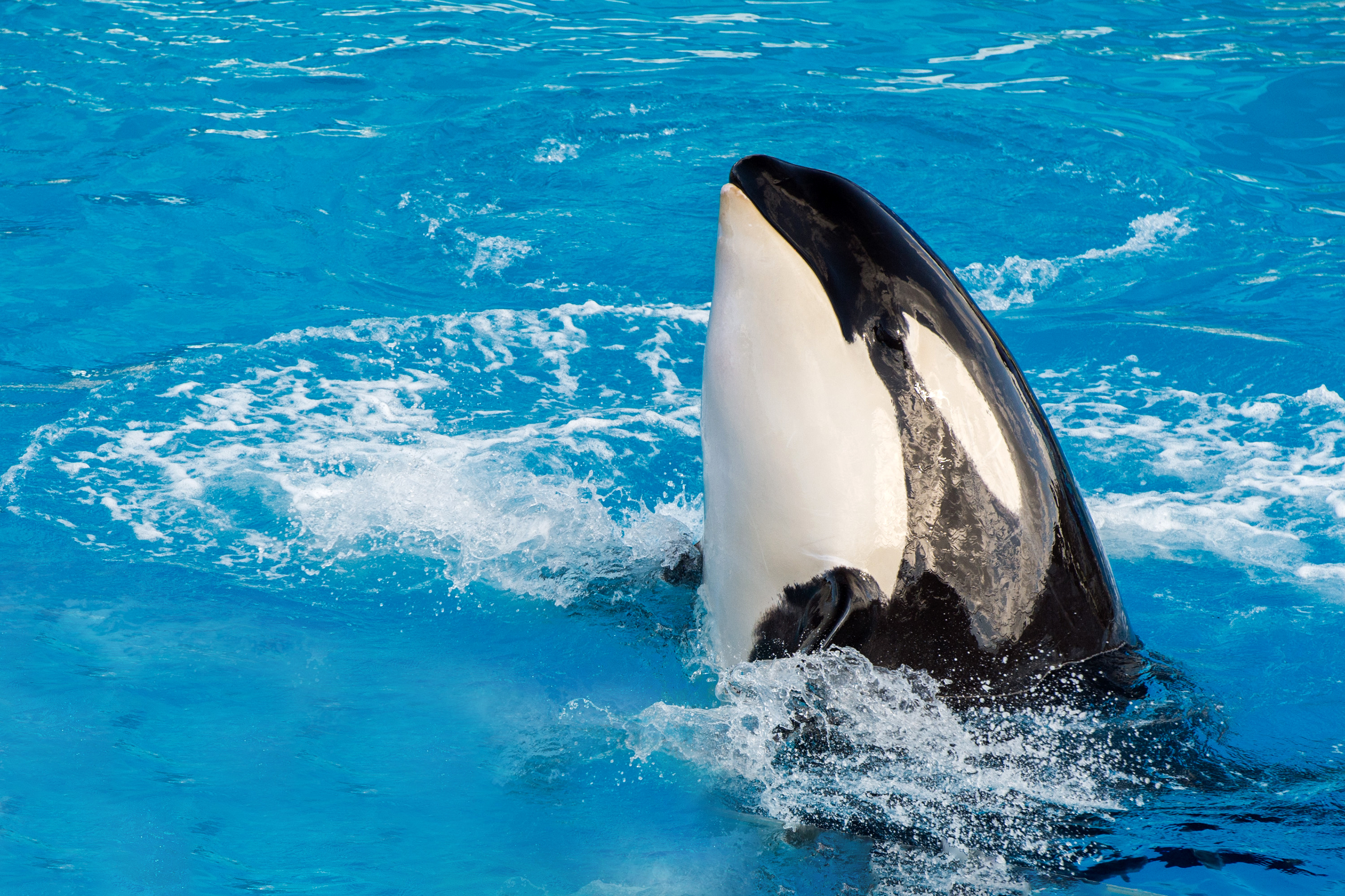 898229 baixar papel de parede animais, orca - protetores de tela e imagens gratuitamente