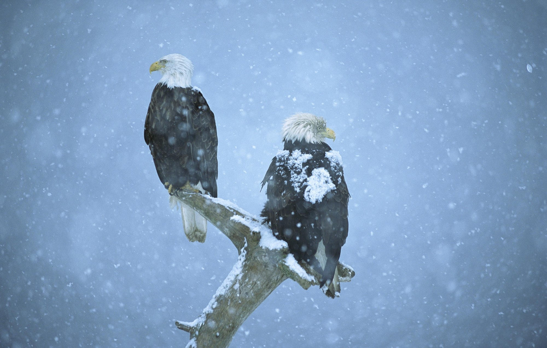 Free download wallpaper Winter, Birds, Snow, Bird, Branch, Animal, Eagle, Bald Eagle, Snowfall on your PC desktop
