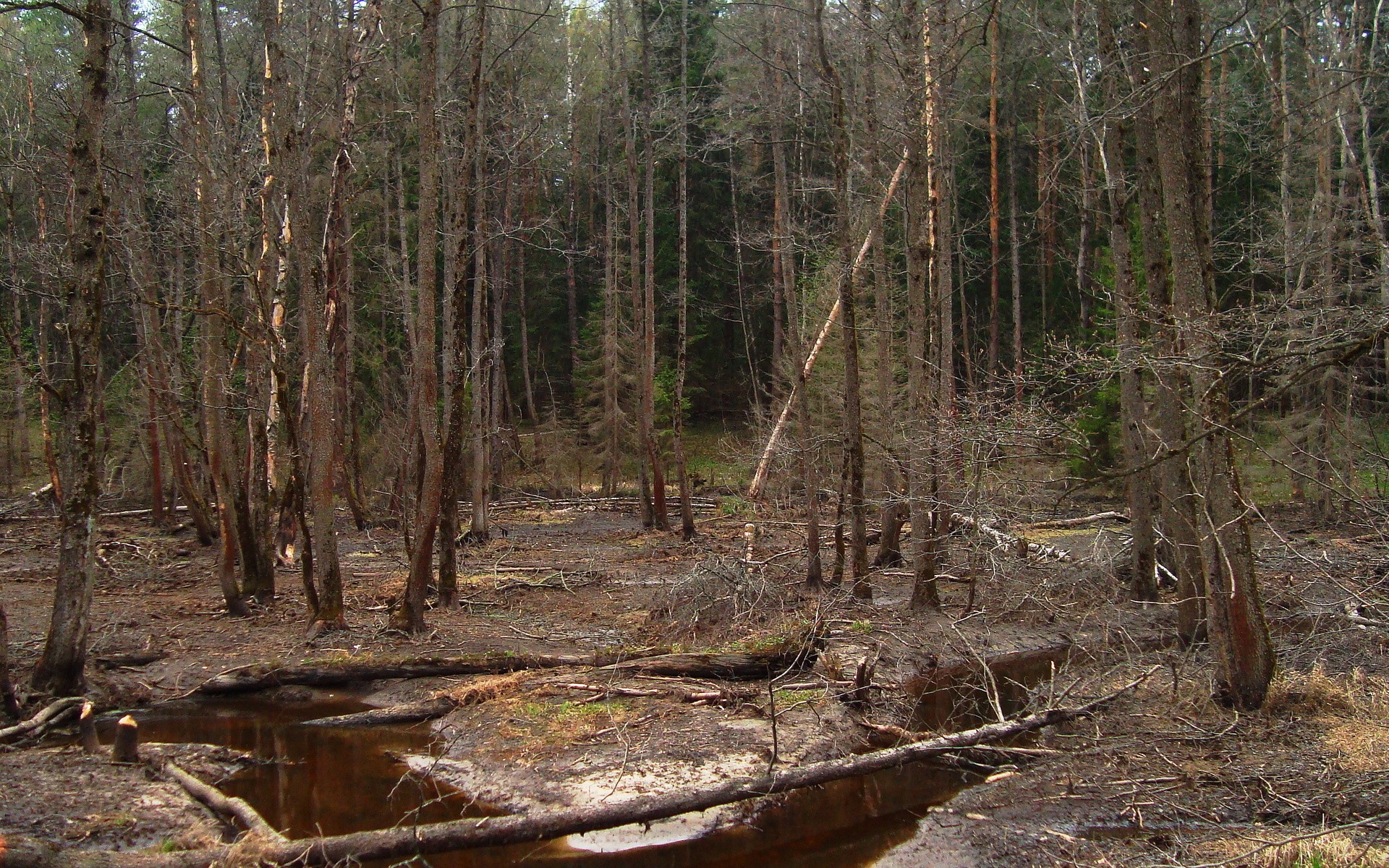 Téléchargez des papiers peints mobile Forêt, Terre/nature gratuitement.