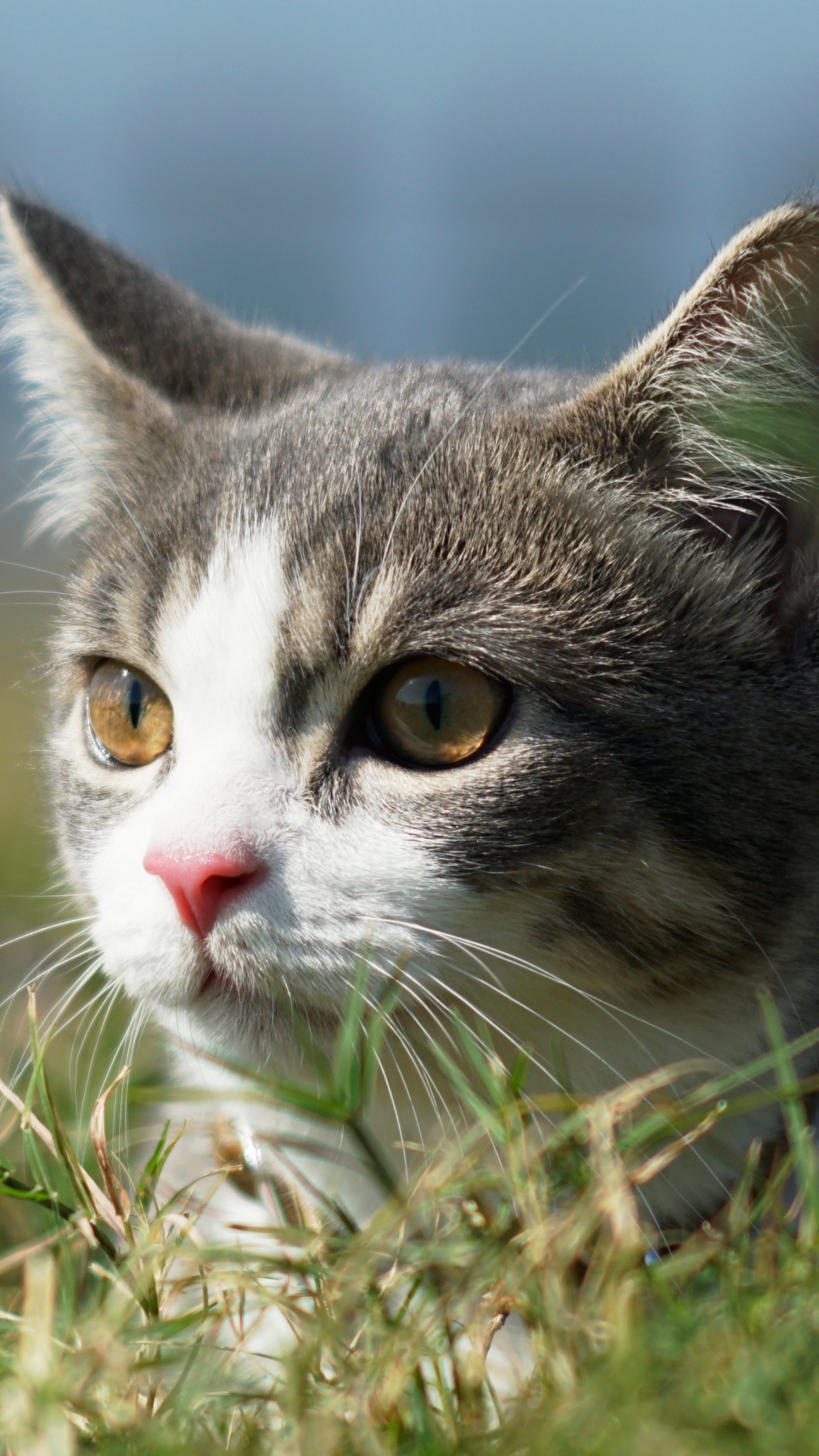 Descarga gratuita de fondo de pantalla para móvil de Animales, Gatos, Gato.