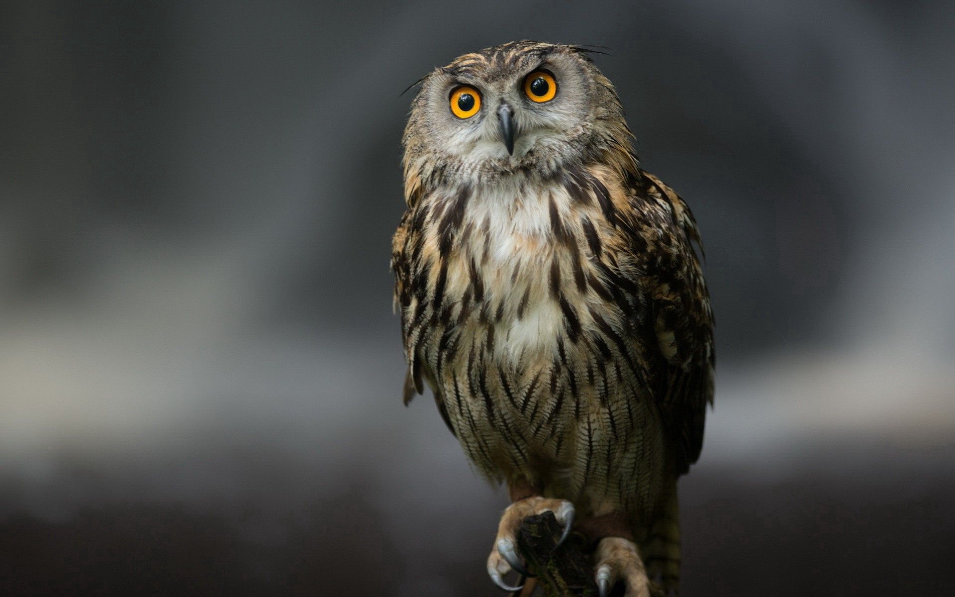 owl, animals, feather, bird, sit, predator 2160p