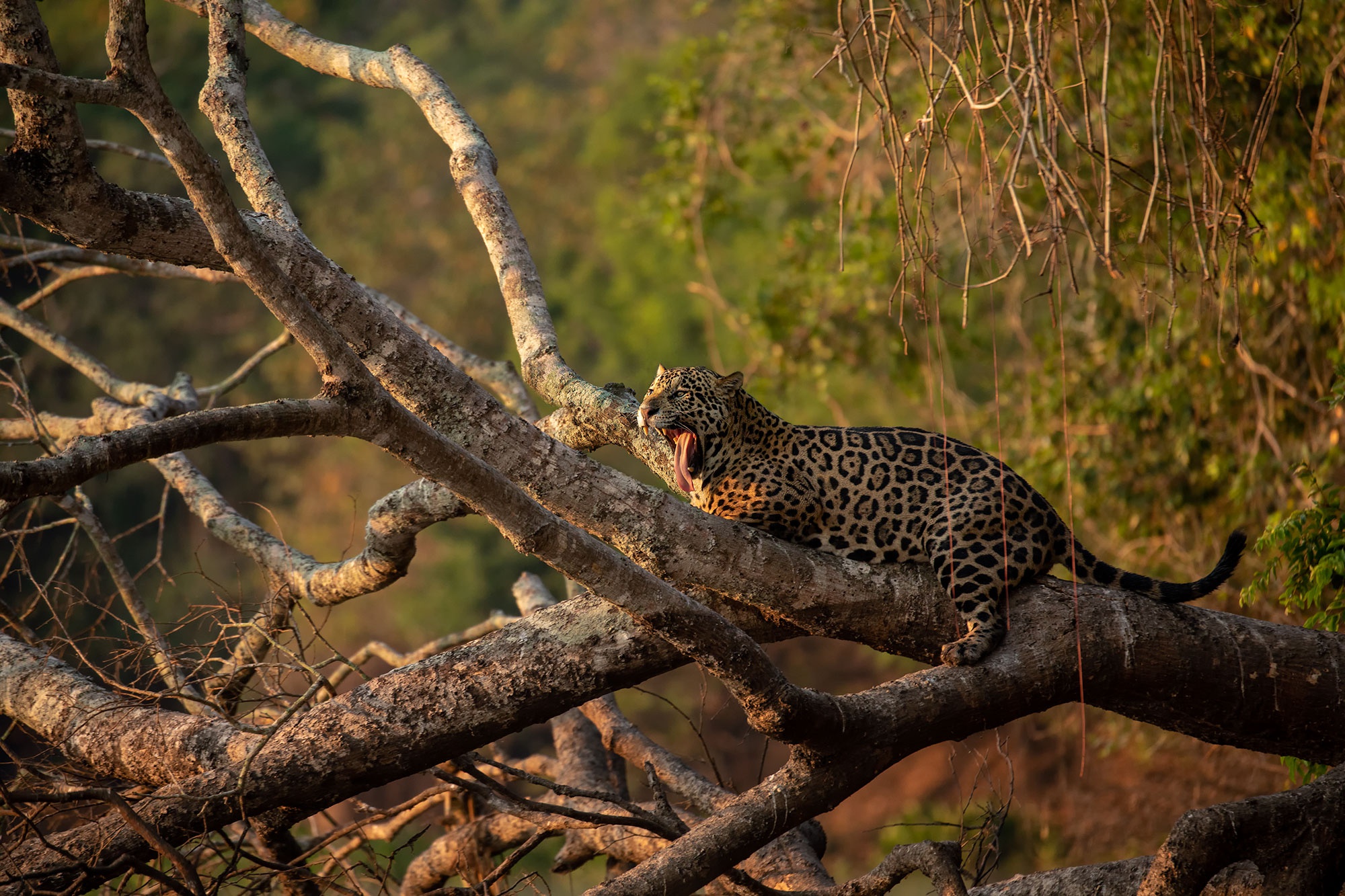 Descarga gratis la imagen Animales, Gatos, Jaguar en el escritorio de tu PC