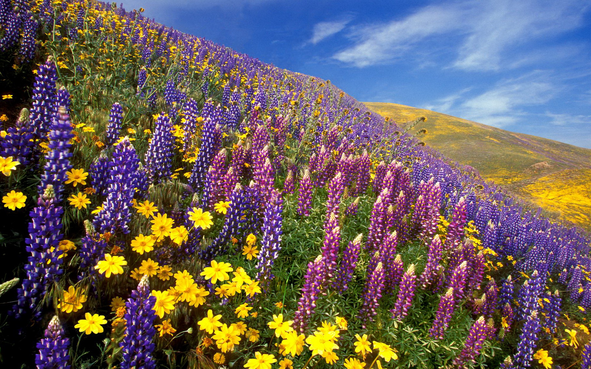 Descarga gratuita de fondo de pantalla para móvil de Flores, Flor, Tierra/naturaleza.