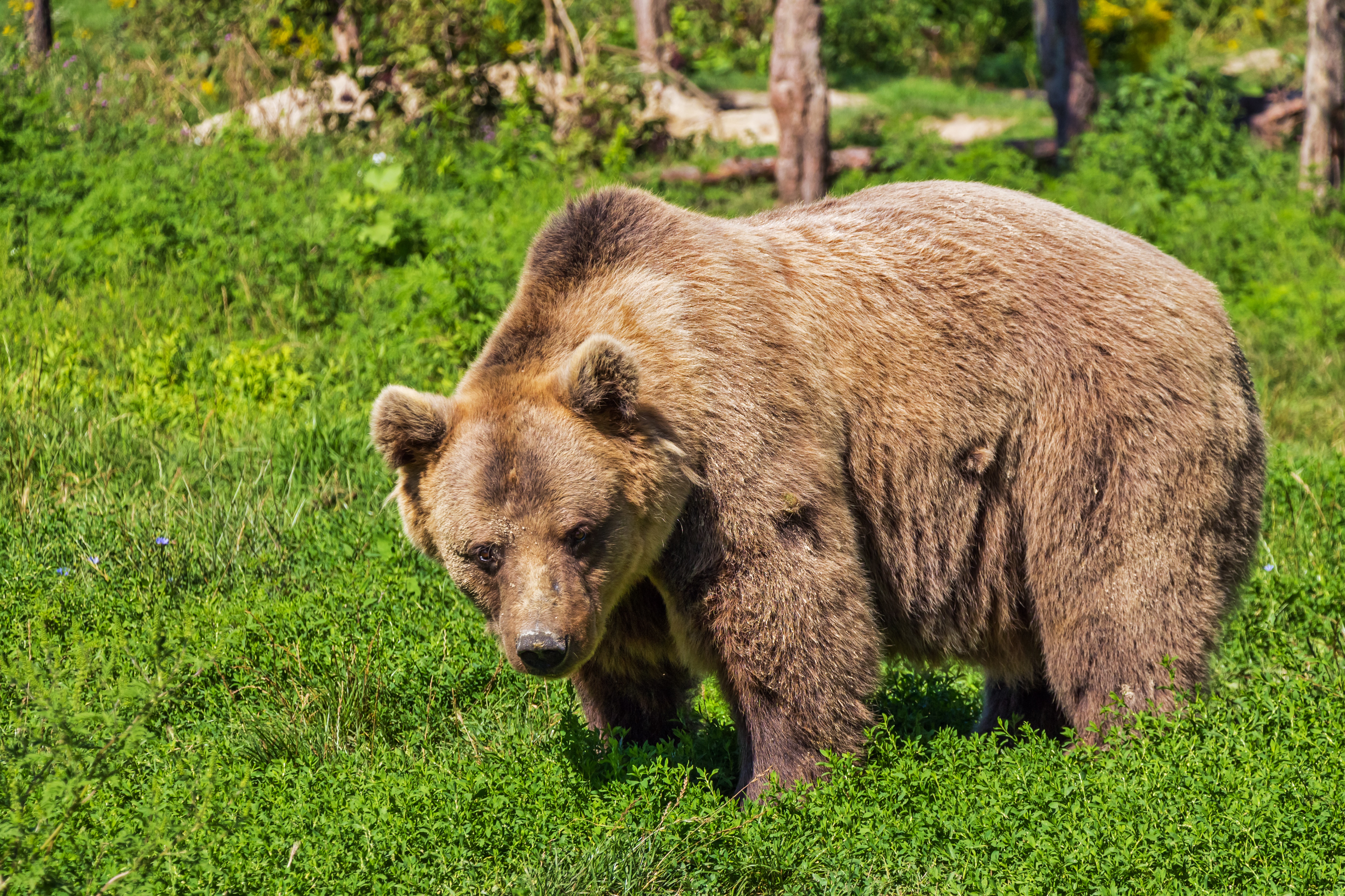 Laden Sie das Tiere, Bären, Bär-Bild kostenlos auf Ihren PC-Desktop herunter