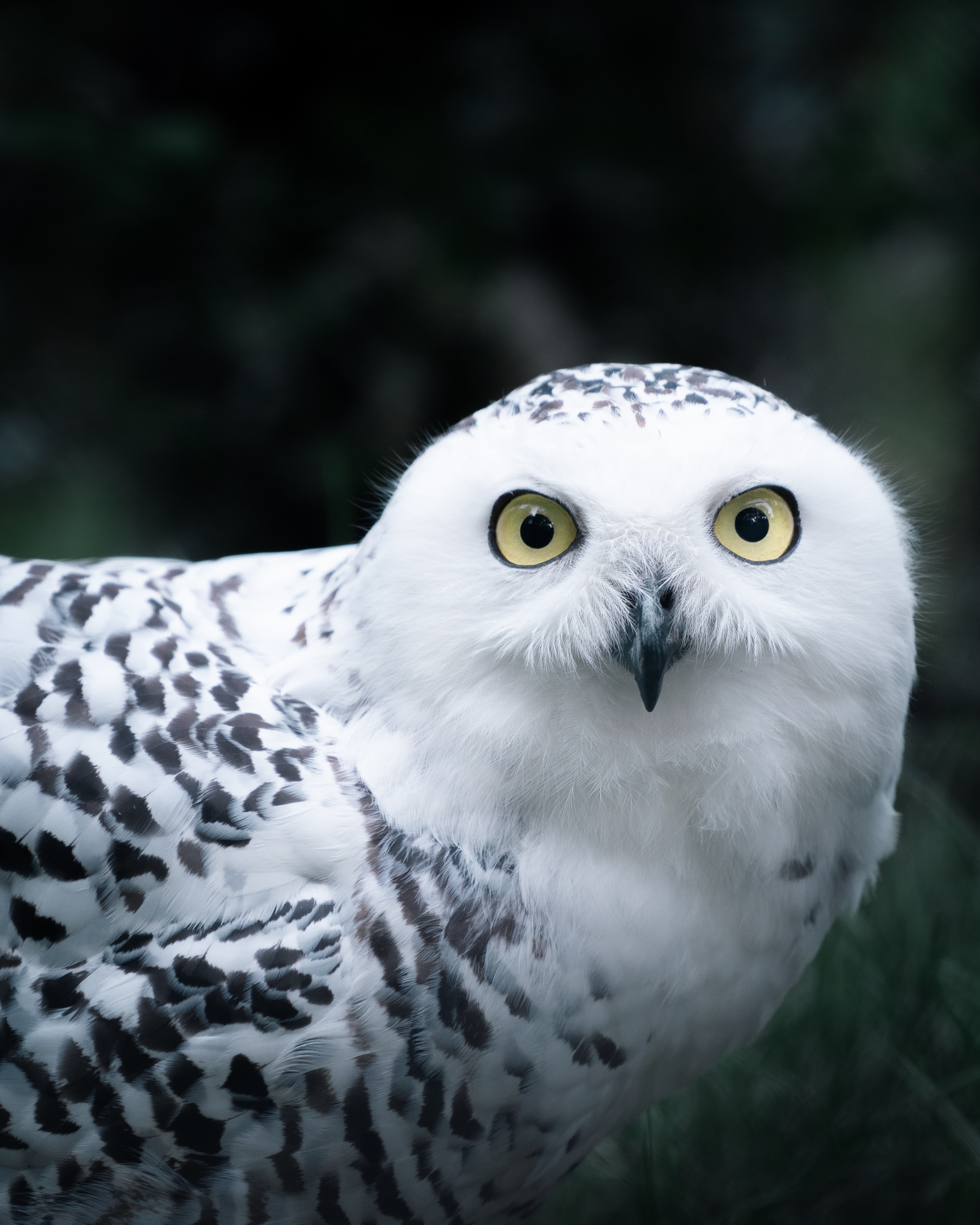 Free download wallpaper Opinion, Sight, Animals, Bird, Owl on your PC desktop