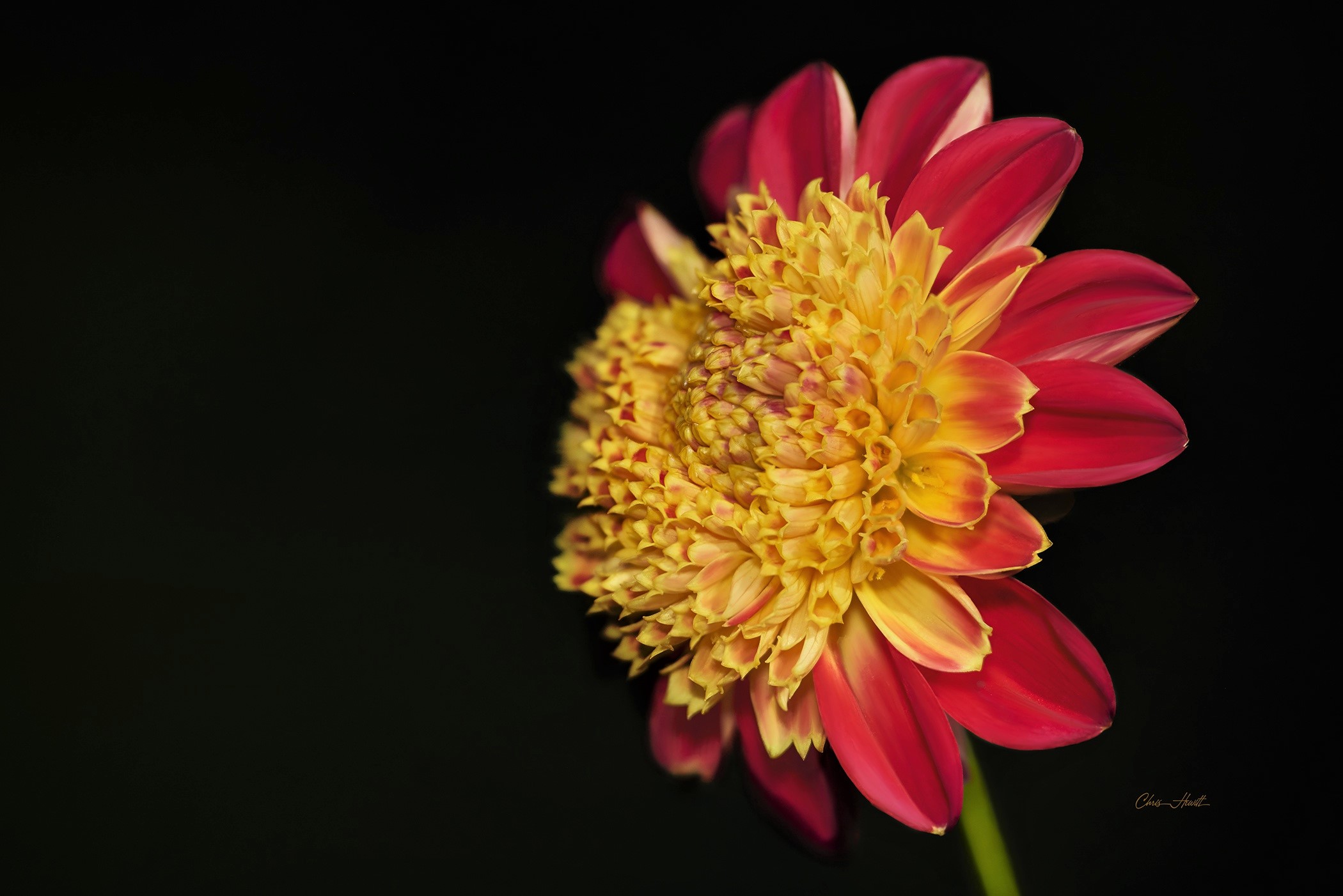 Téléchargez gratuitement l'image Fleurs, Fleur, Dahlia, Terre/nature sur le bureau de votre PC